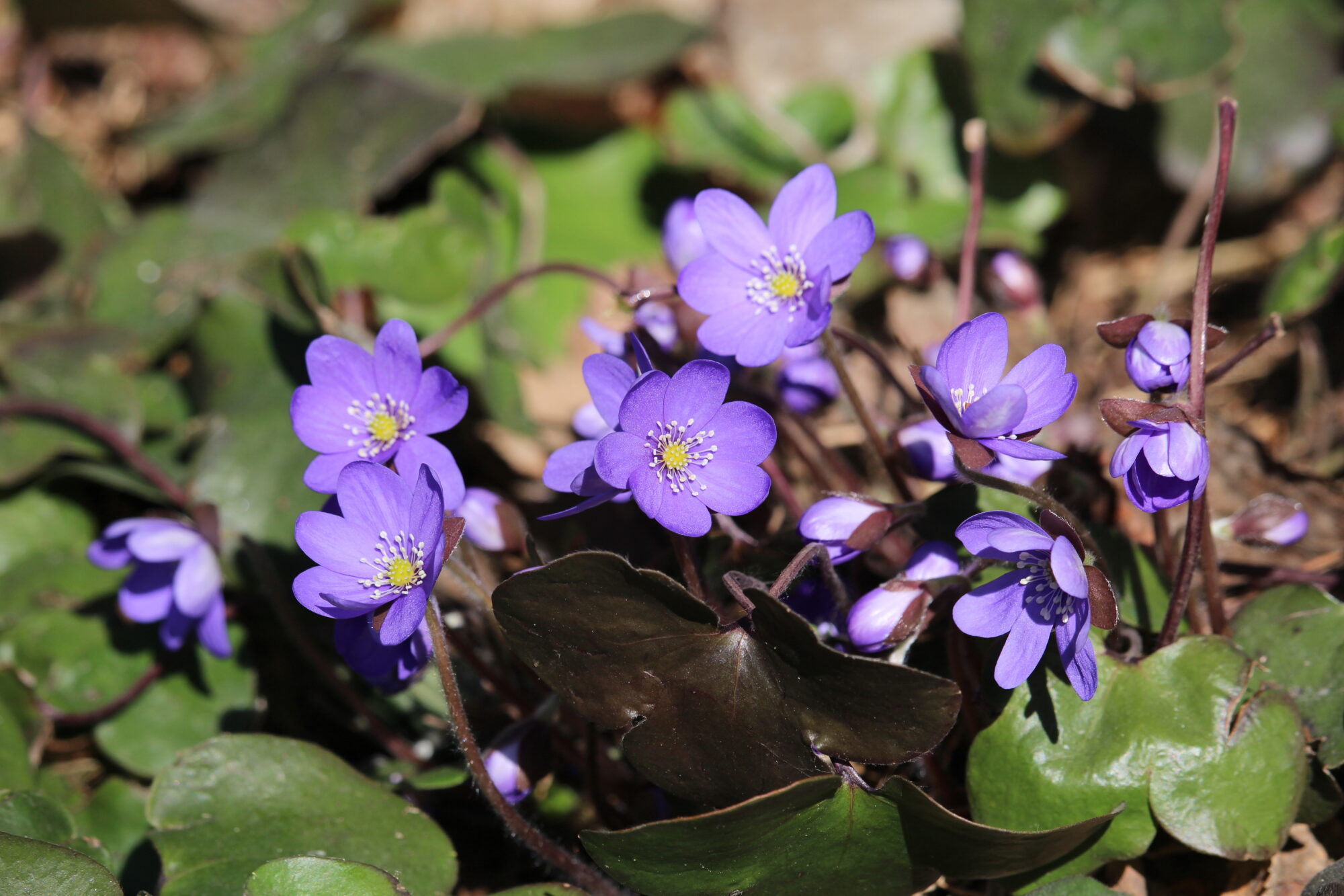 Valokuvaaja: Kirsi-Marja Joenpolvi Valokuvaaja: Kirsi-Marja Joenpolvi