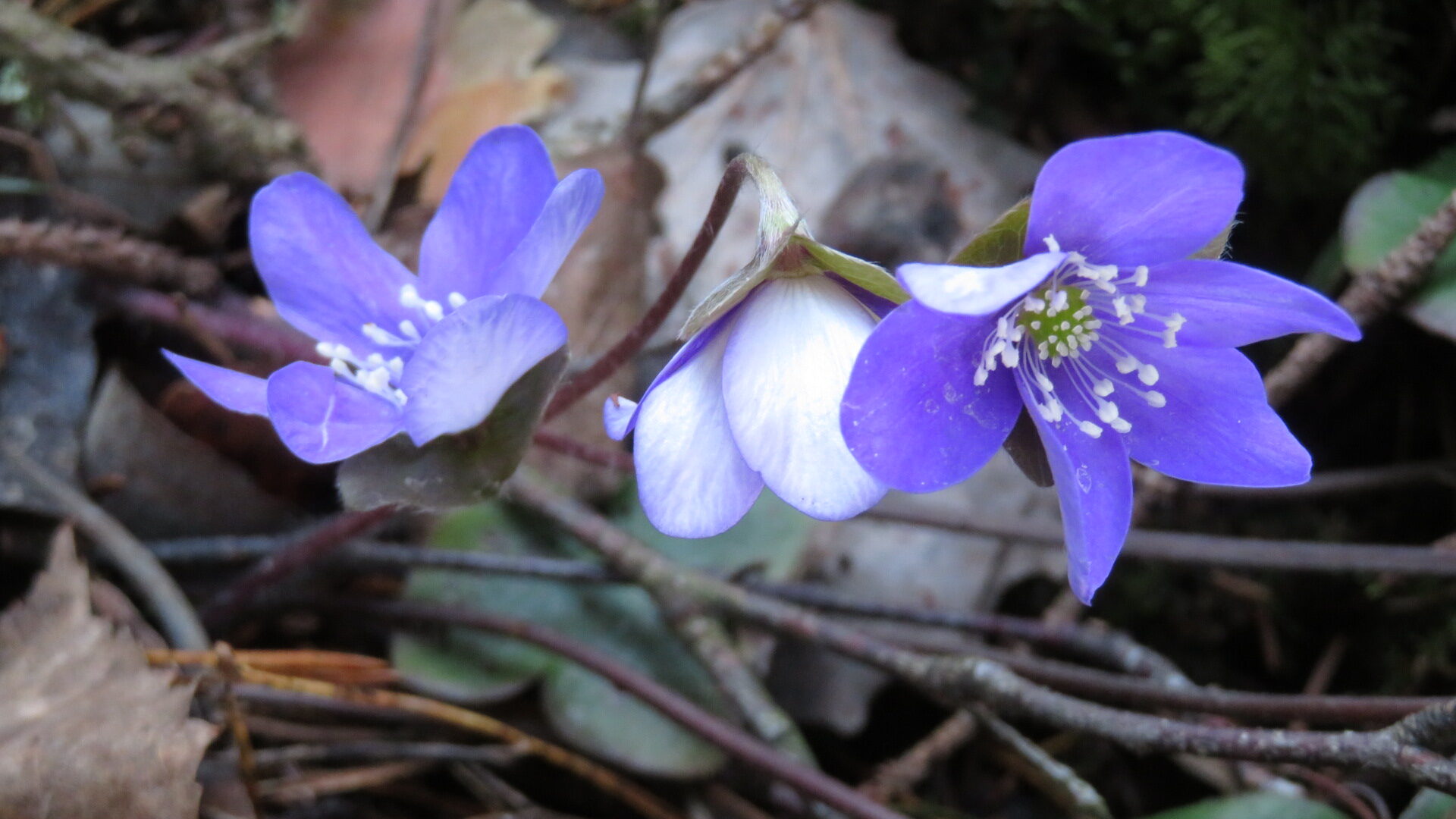 Valokuvaaja: Risto Kangassalo