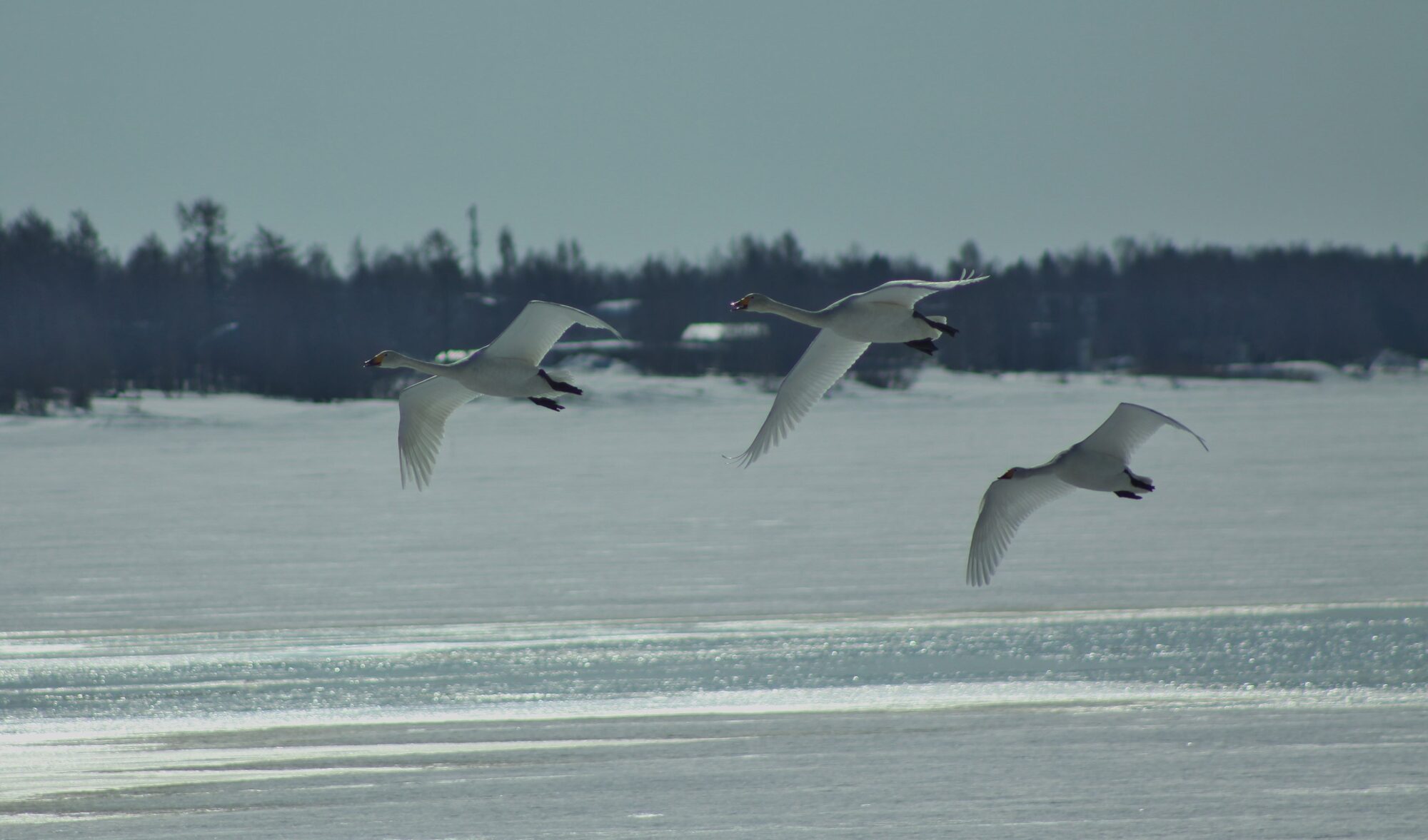 Valokuvaaja: Pirkko Siukonen Valokuvaaja: Pirkko Siukonen
