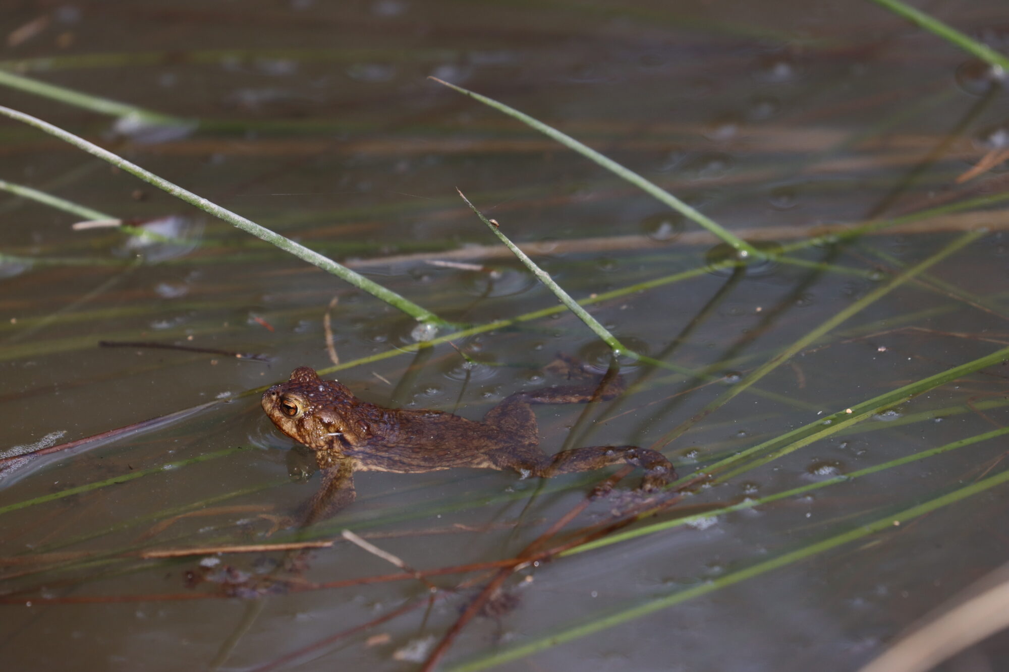 Valokuvaaja: Susanna Hannula