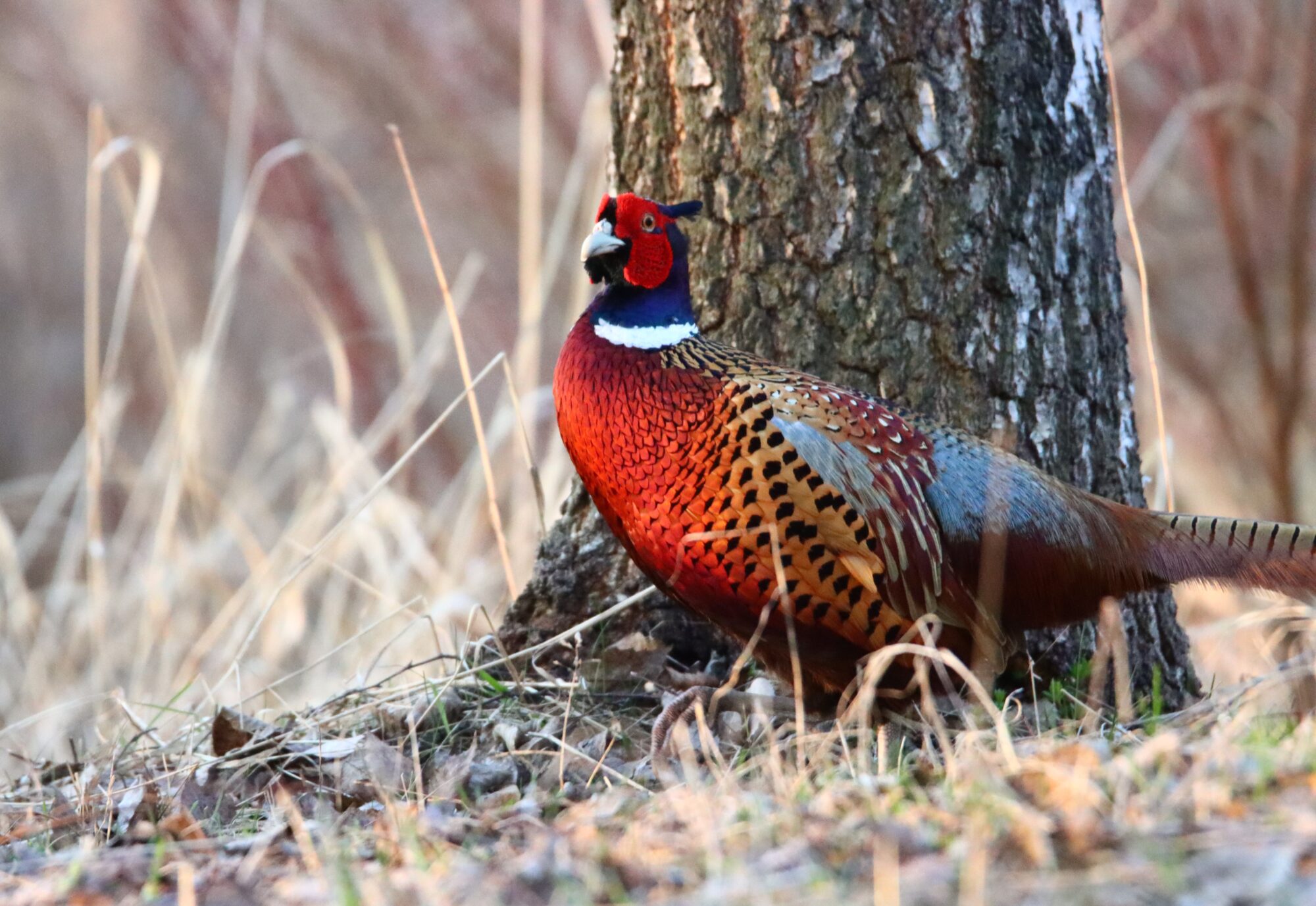 Valokuvaaja: Irja Lehtinen