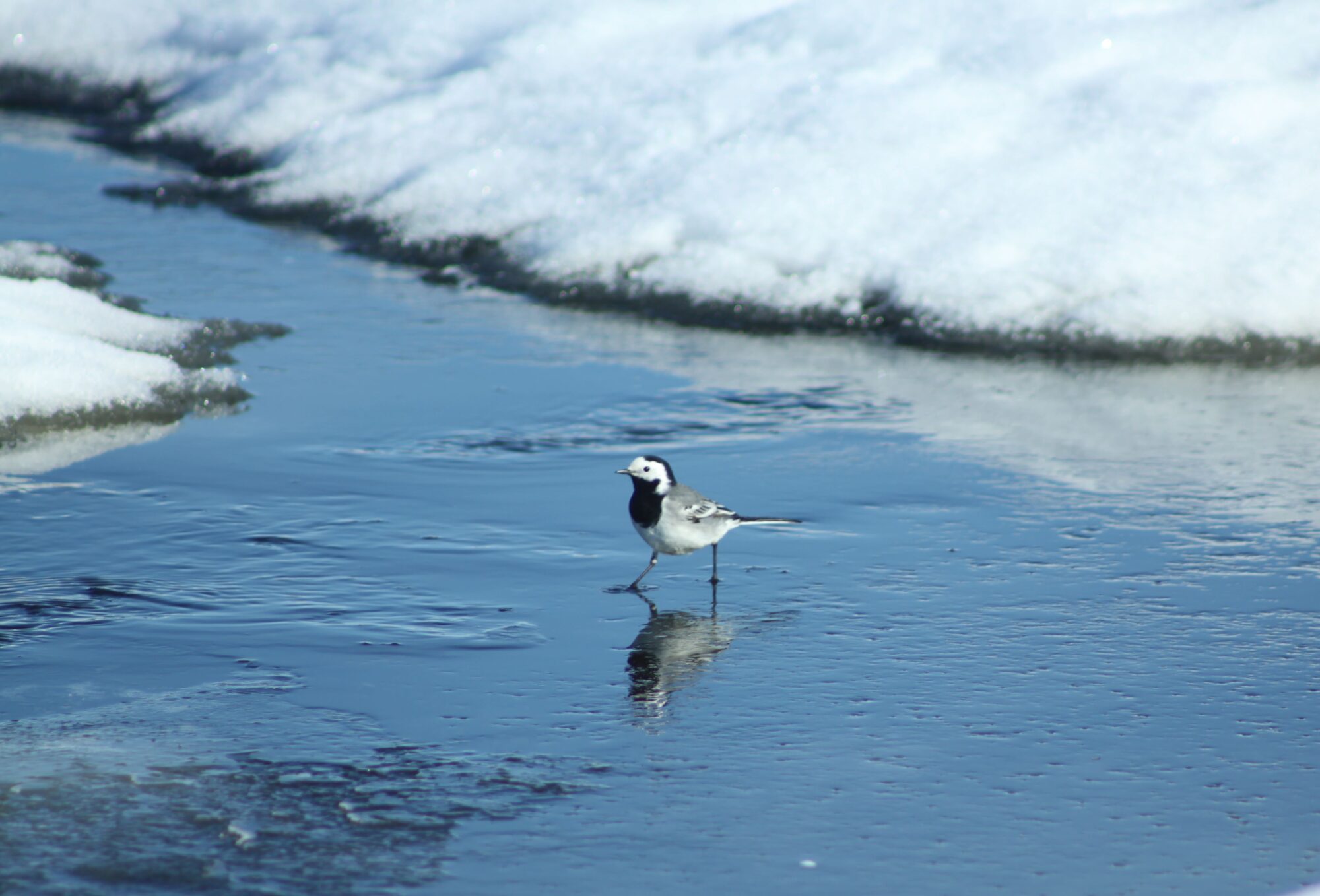 Valokuvaaja: Pirkko Siukonen