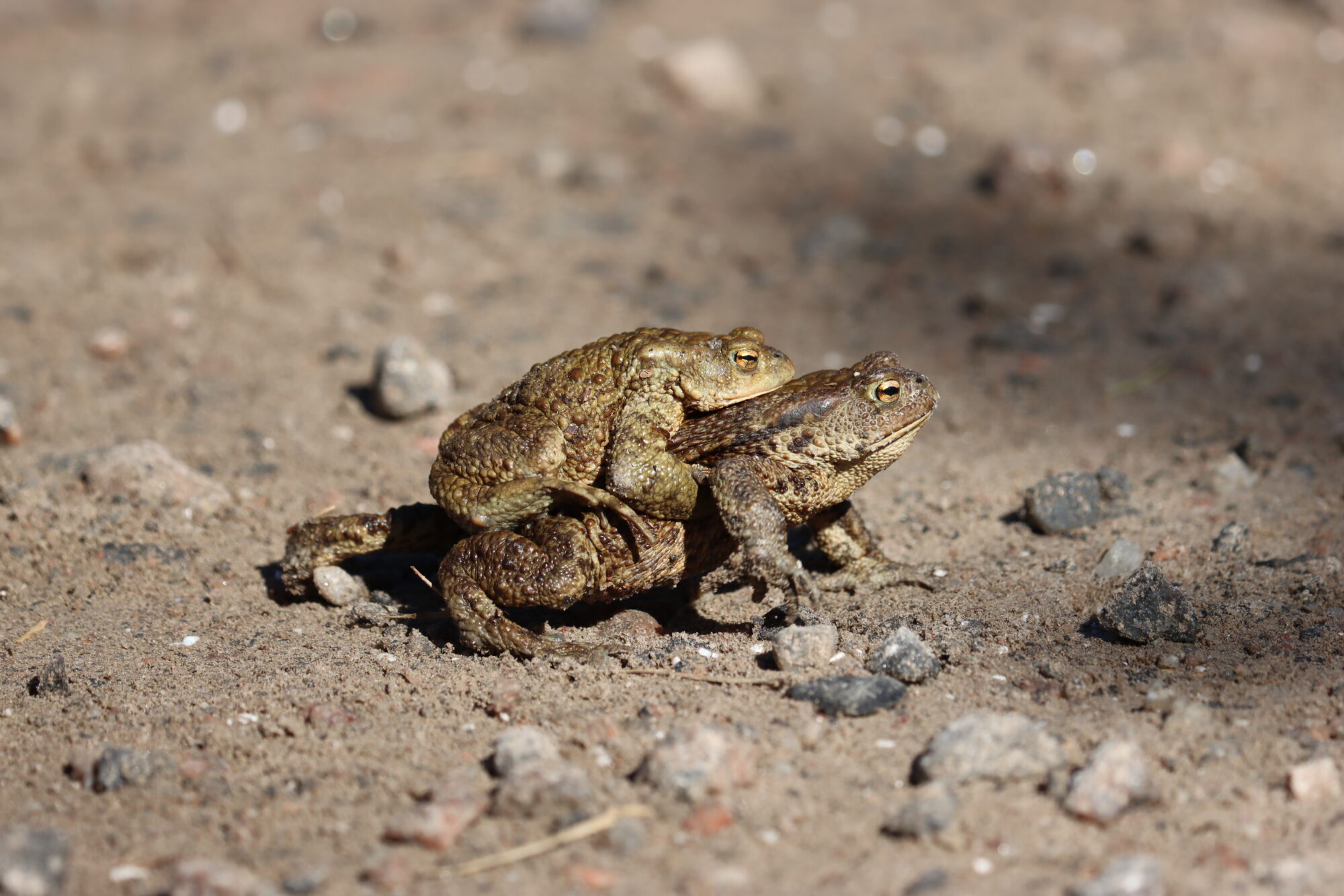 Valokuvaaja: Susanna Hannula