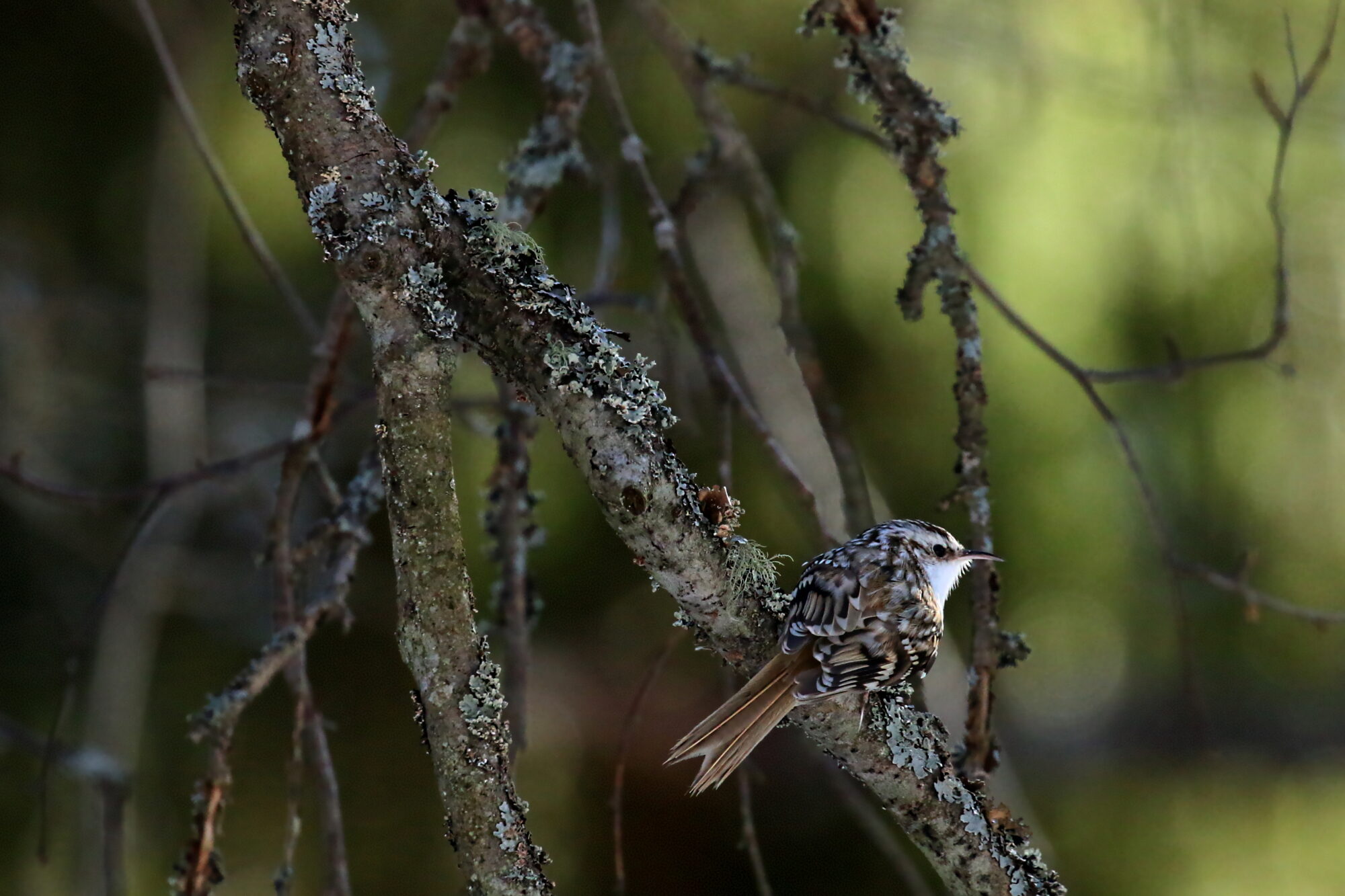 Valokuvaaja: Antero Tykkyläinen