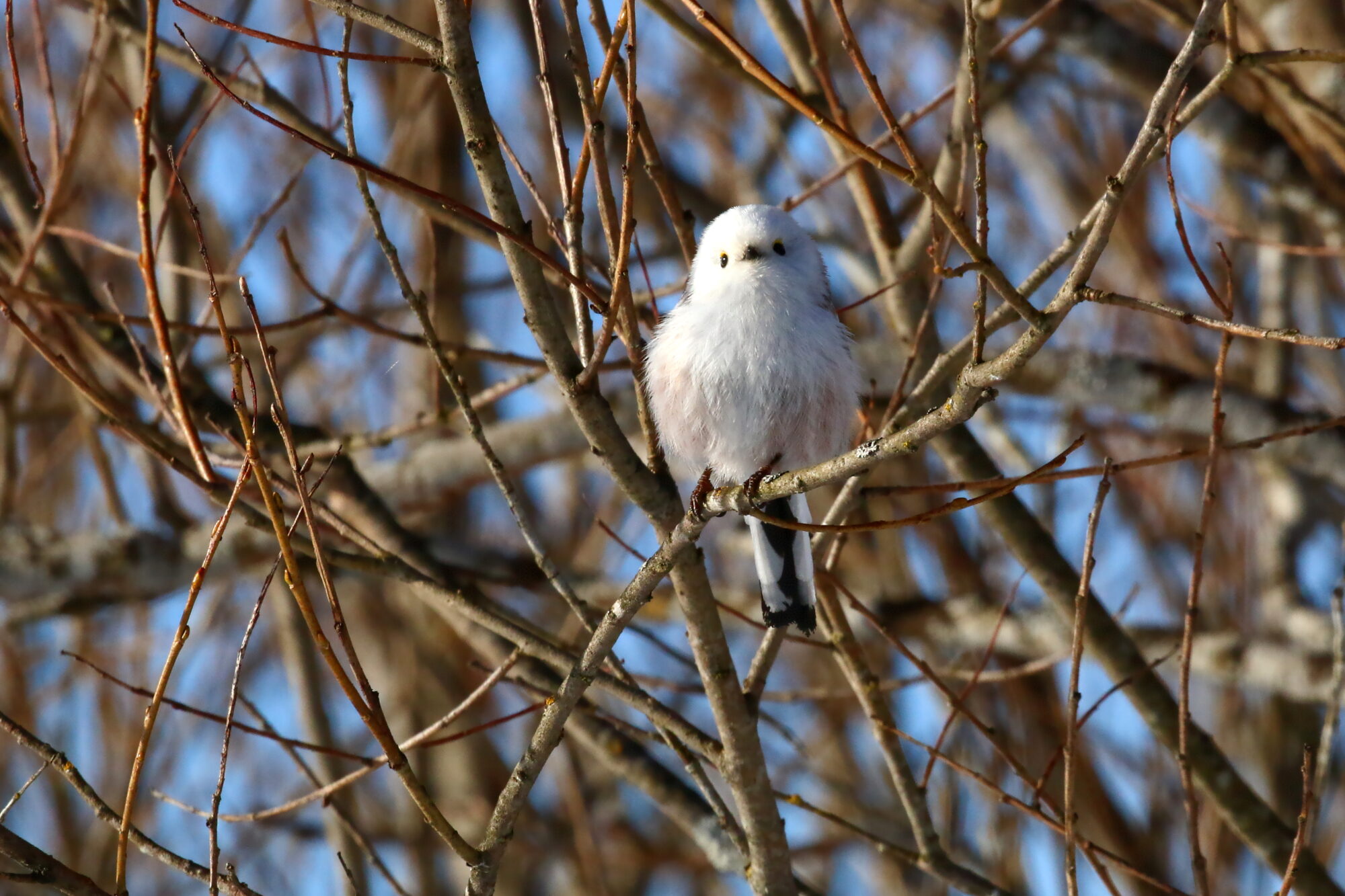 Valokuvaaja: Antero Tykkyläinen