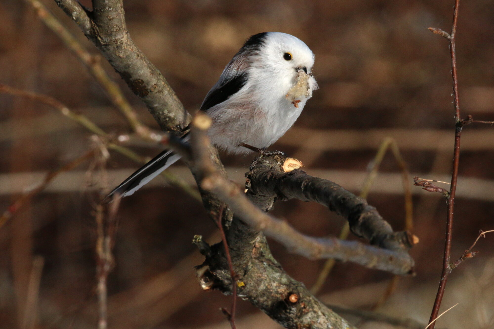 Valokuvaaja: Antero Tykkyläinen