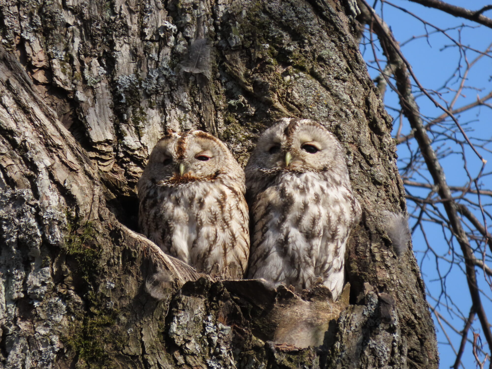 Valokuvaaja: Pentti Halonen