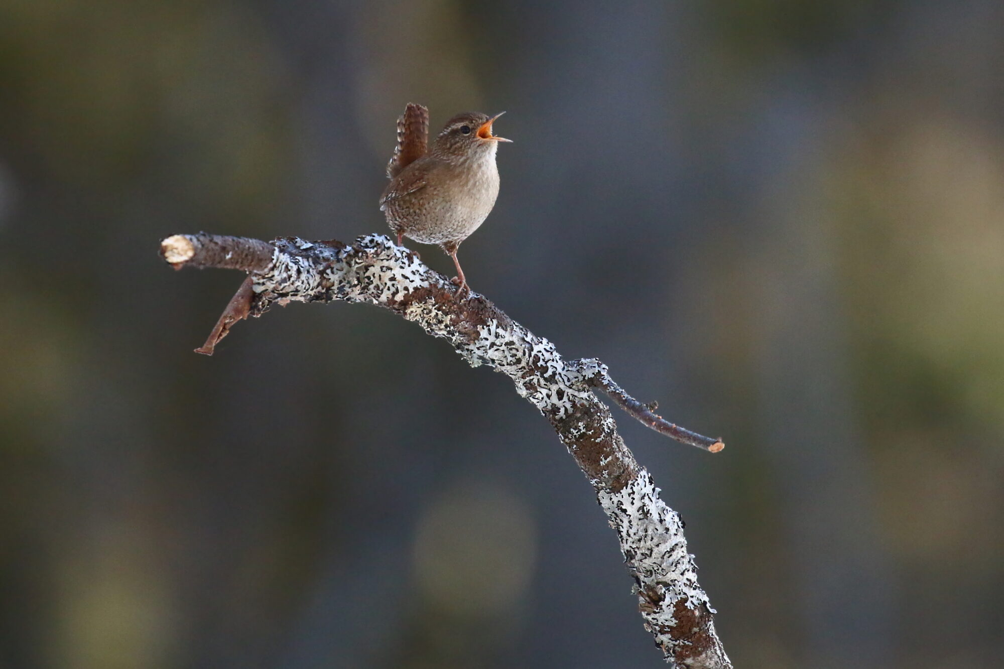 Valokuvaaja: Antero Tykkyläinen