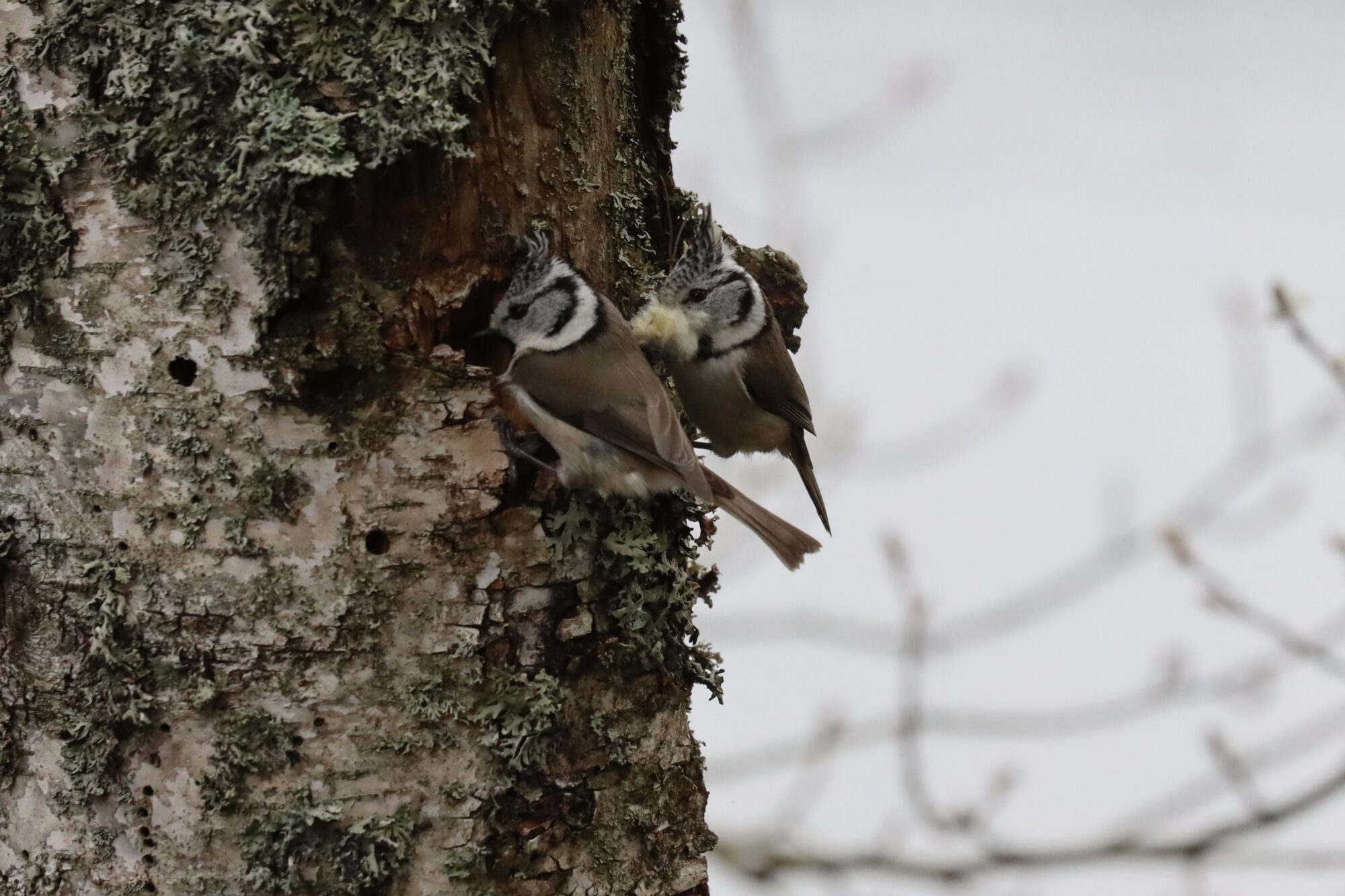 Valokuvaaja: Susanna Hannula
