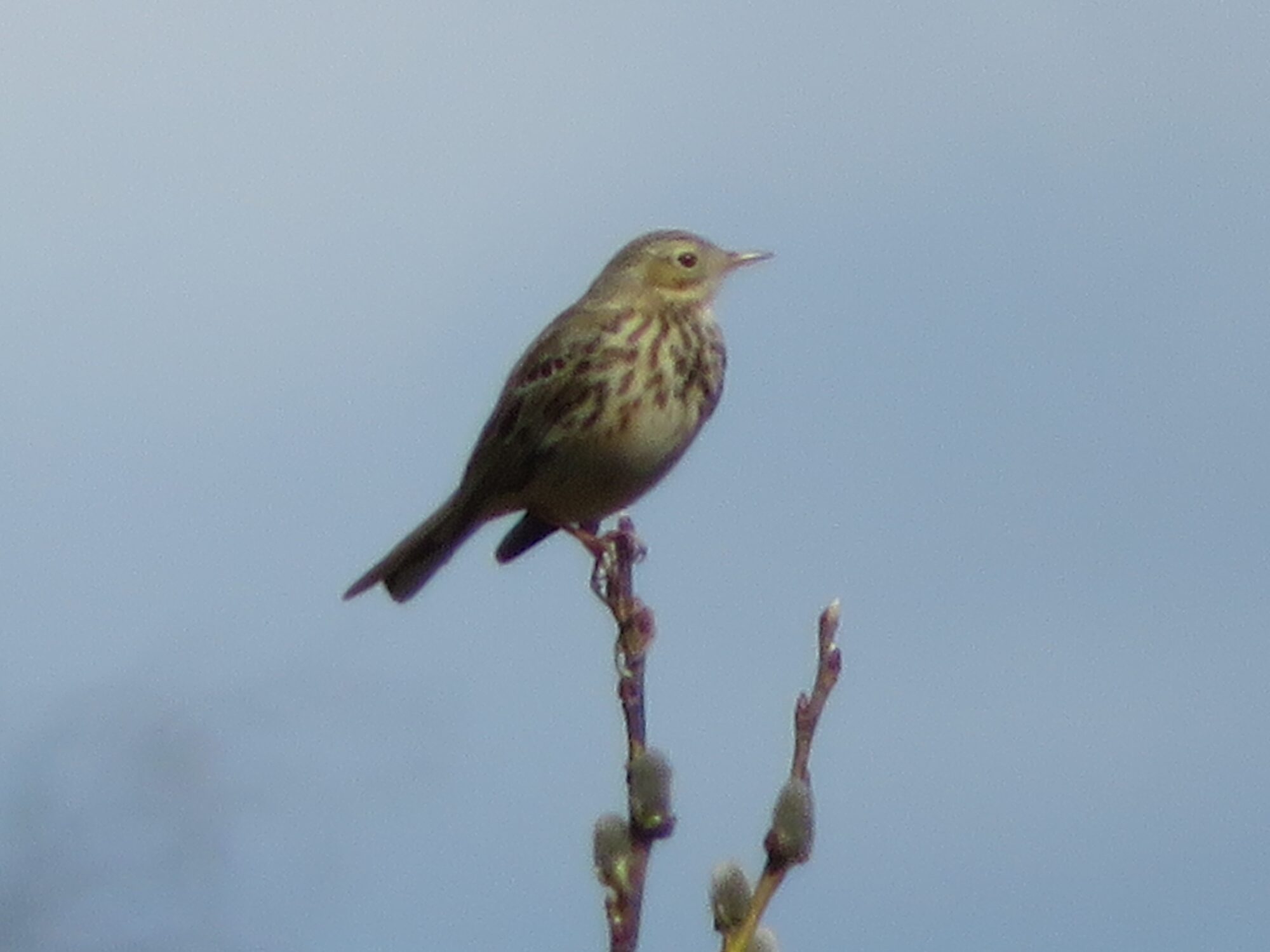 Valokuvaaja: Risto Kangassalo