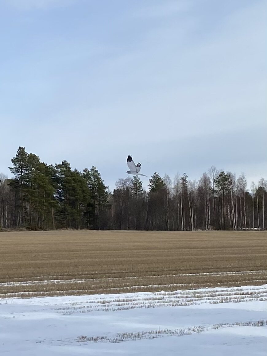 Valokuvaaja: Hannele