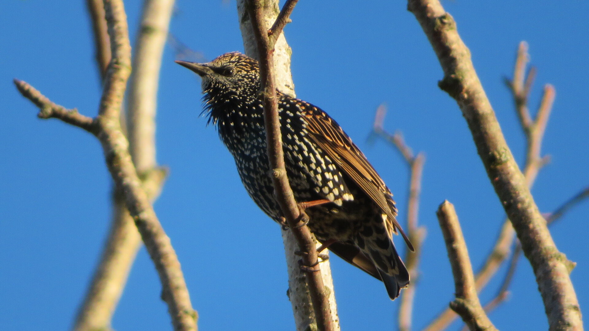 Valokuvaaja: Risto Kangassalo