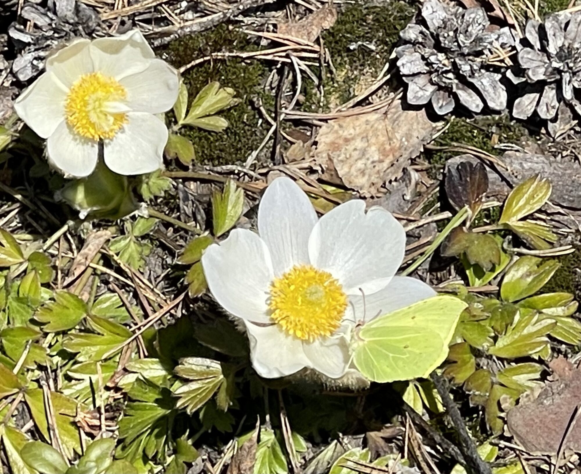 Valokuvaaja: Liisa Niiva-Korpela