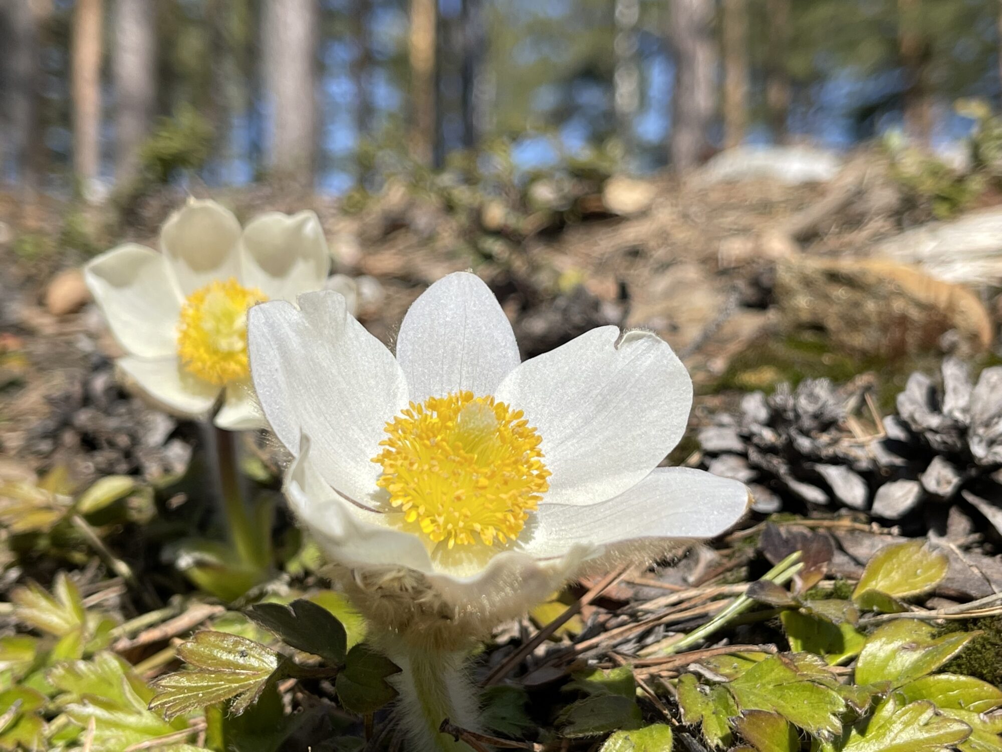 Valokuvaaja: Liisa Niiva-Korpela