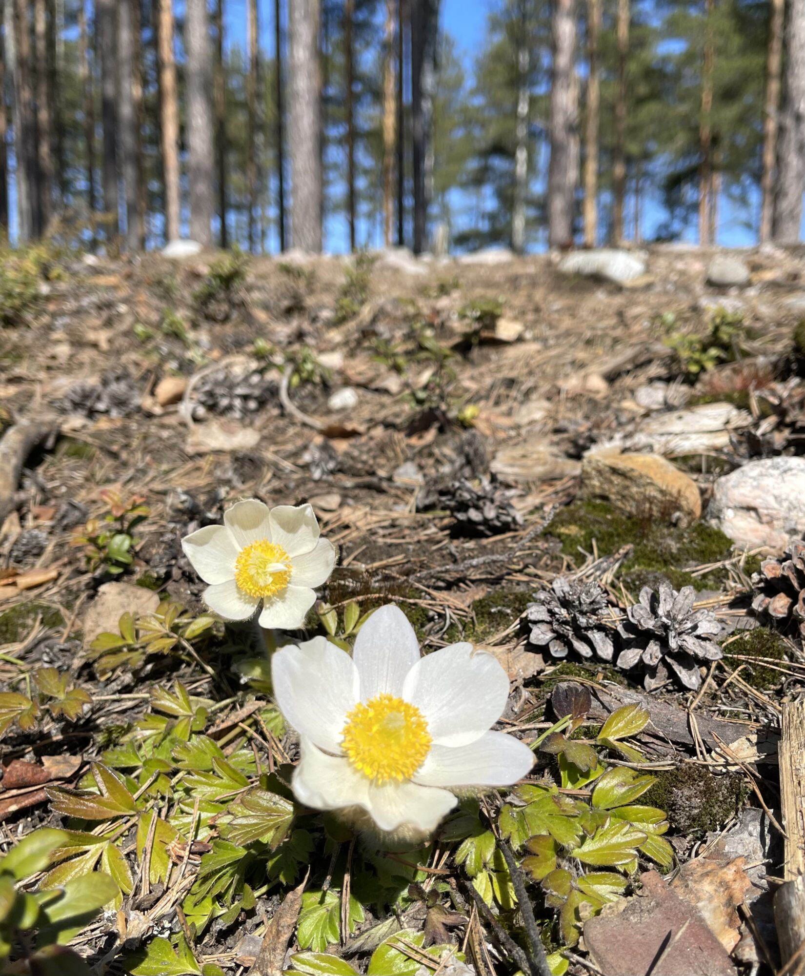 Valokuvaaja: Liisa Niiva-Korpela