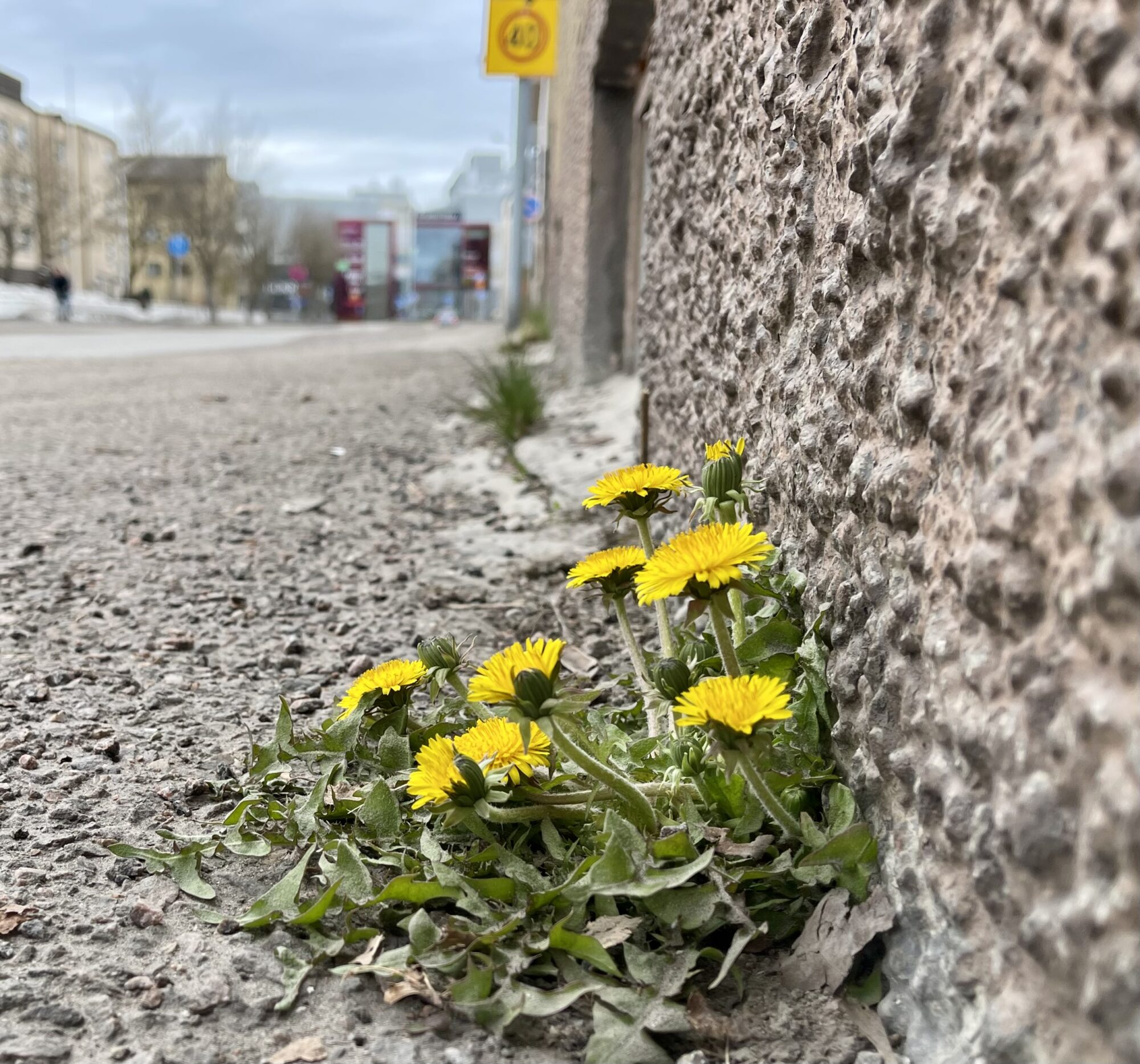 Valokuvaaja: Liisa Niiva-Korpela Valokuvaaja: Liisa Niiva-Korpela