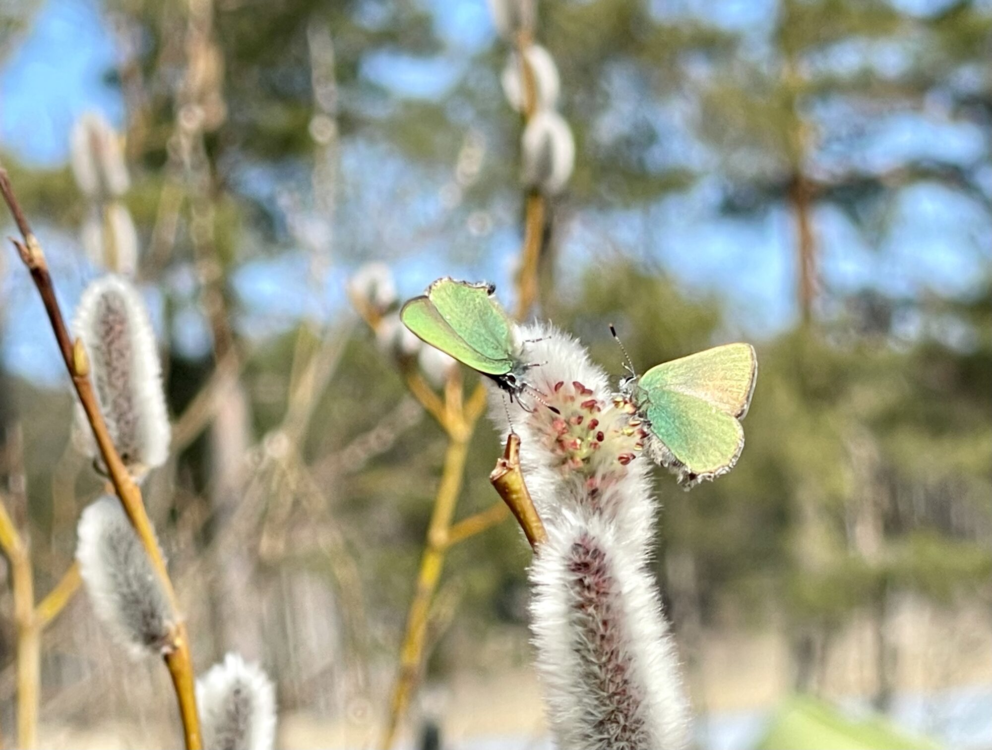 Valokuvaaja: Liisa Niiva-Korpela