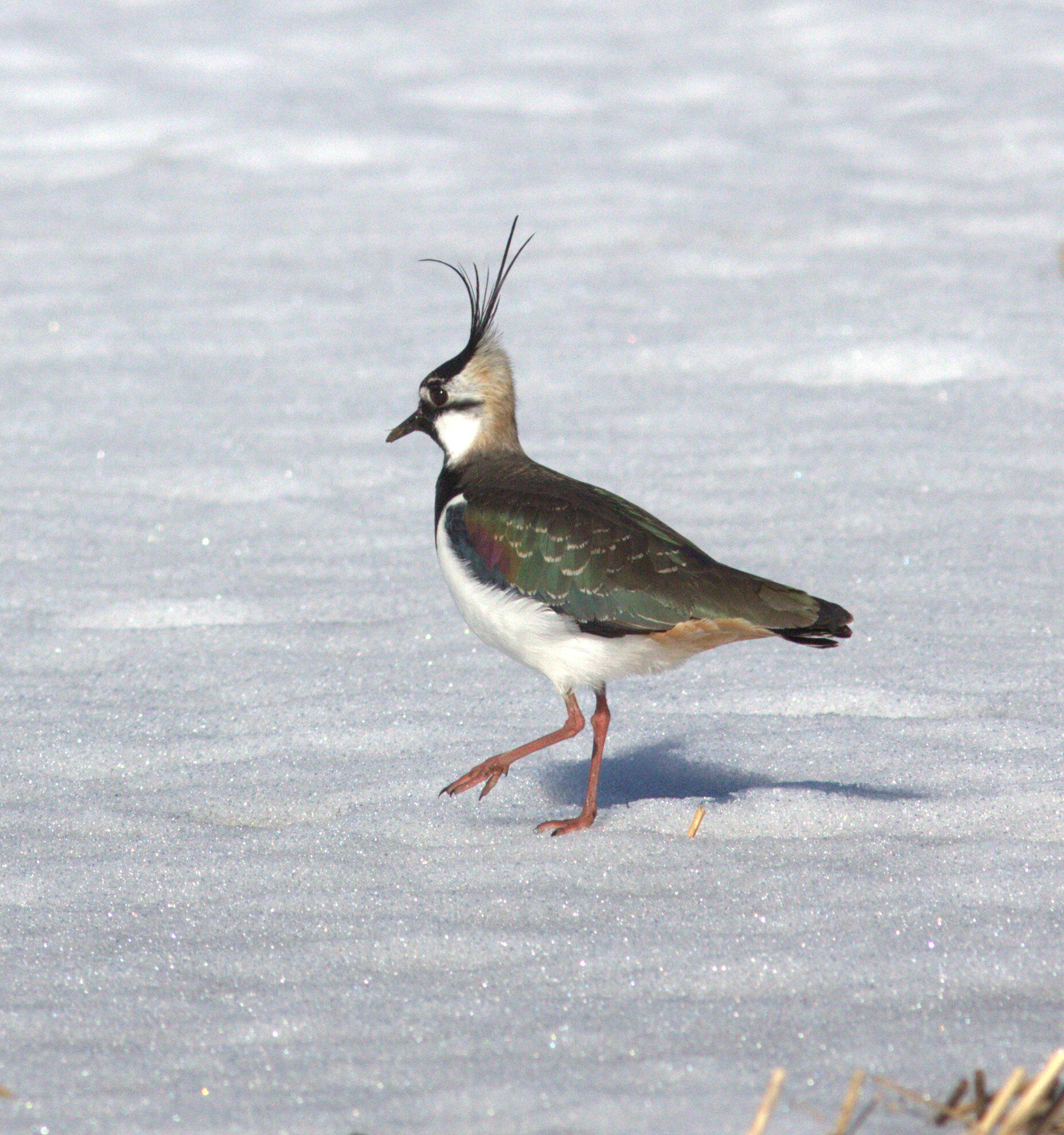 Valokuvaaja: Tapio Keinonen