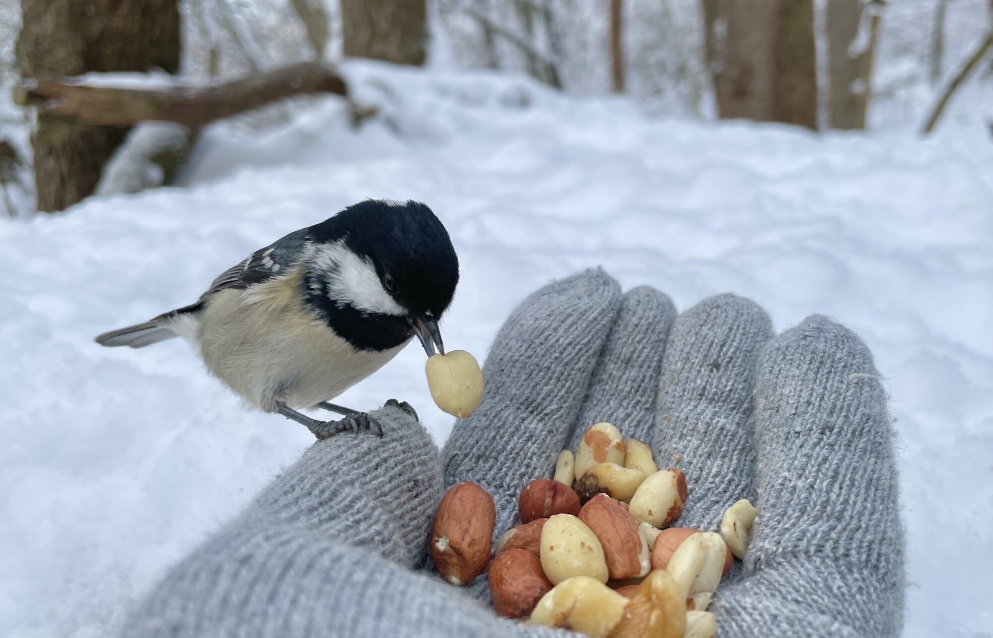 Valokuvaaja: Juhani Peltonen