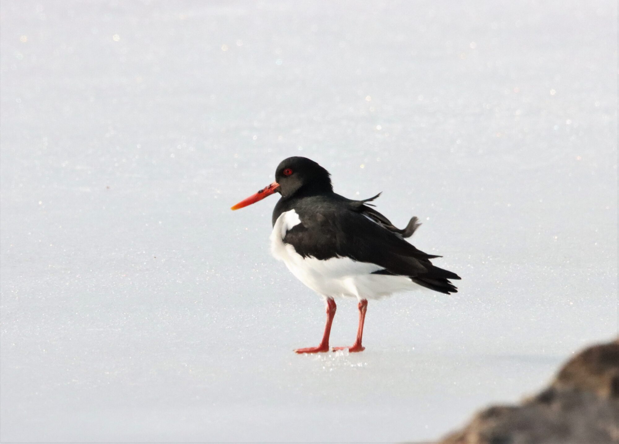 Valokuvaaja: Irja Lehtinen