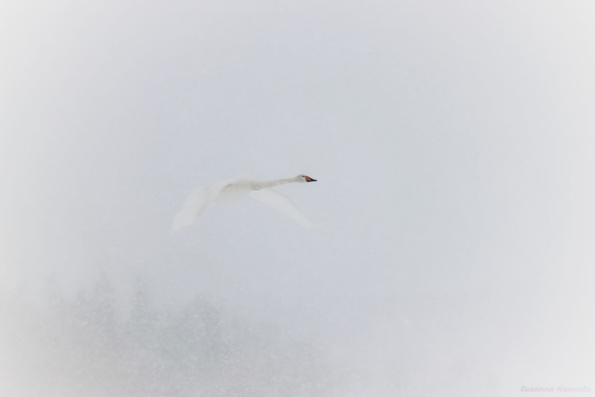 Valokuvaaja: Susanna Hannula