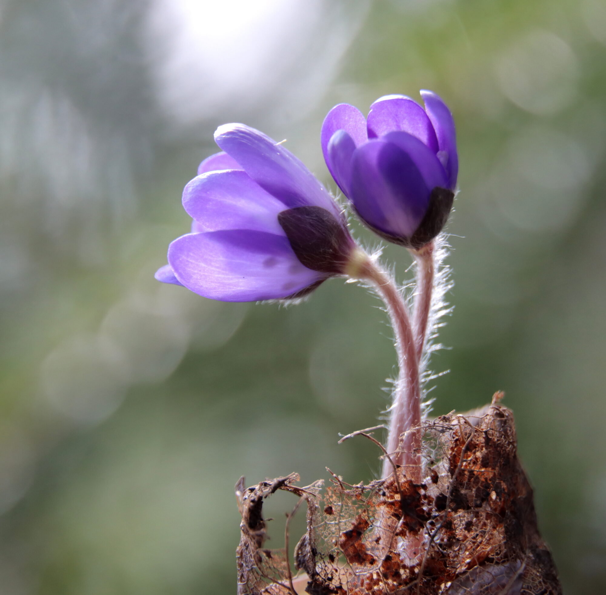 Valokuvaaja: Irja Lehtinen