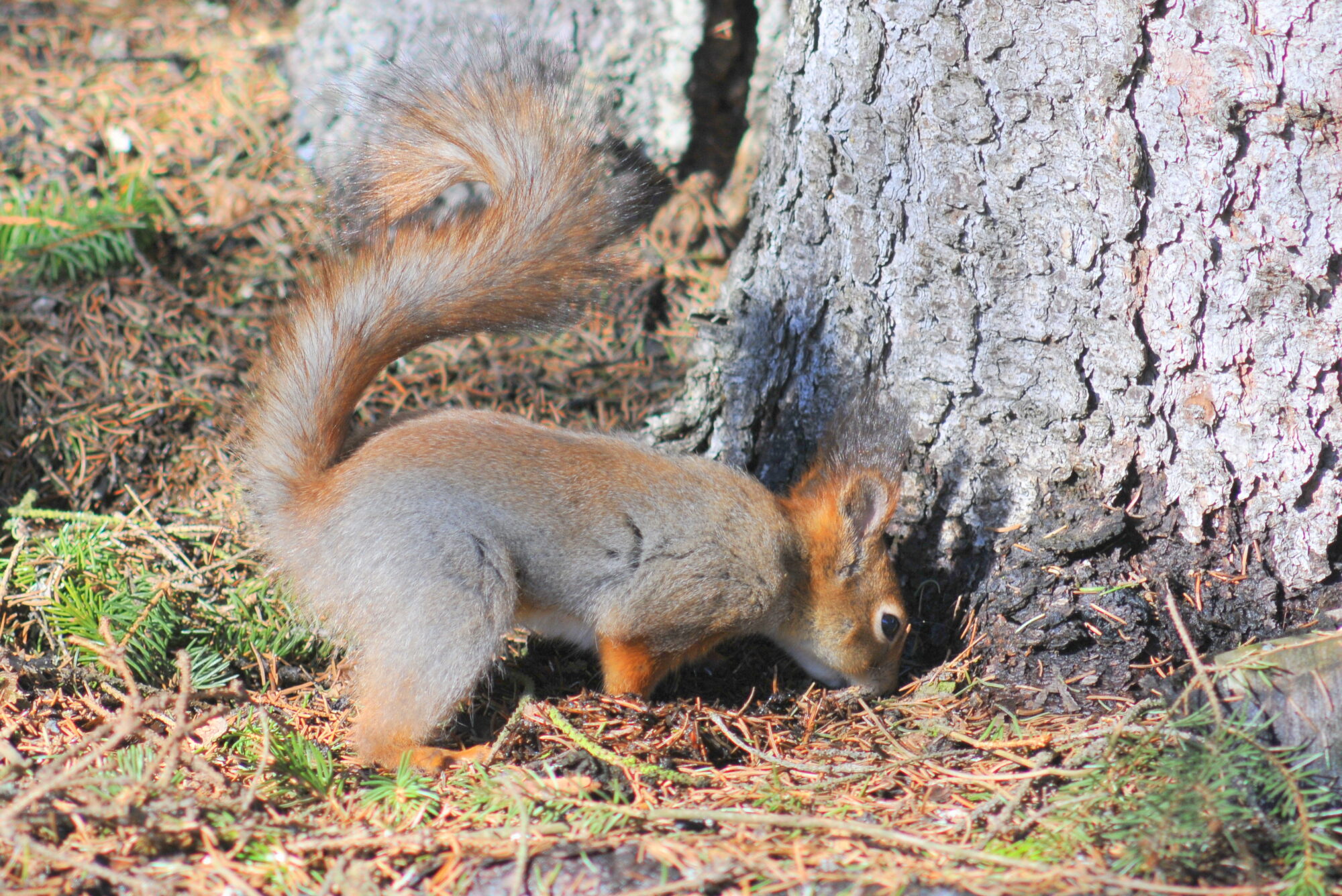 Valokuvaaja: Kaarlo Asikainen Valokuvaaja: Kaarlo Asikainen