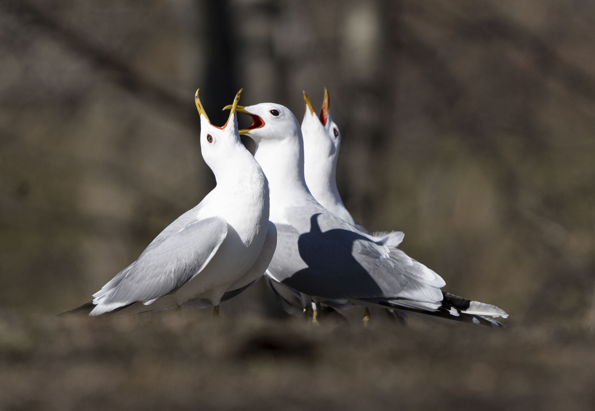 Valokuvaaja: Eero Peltonen