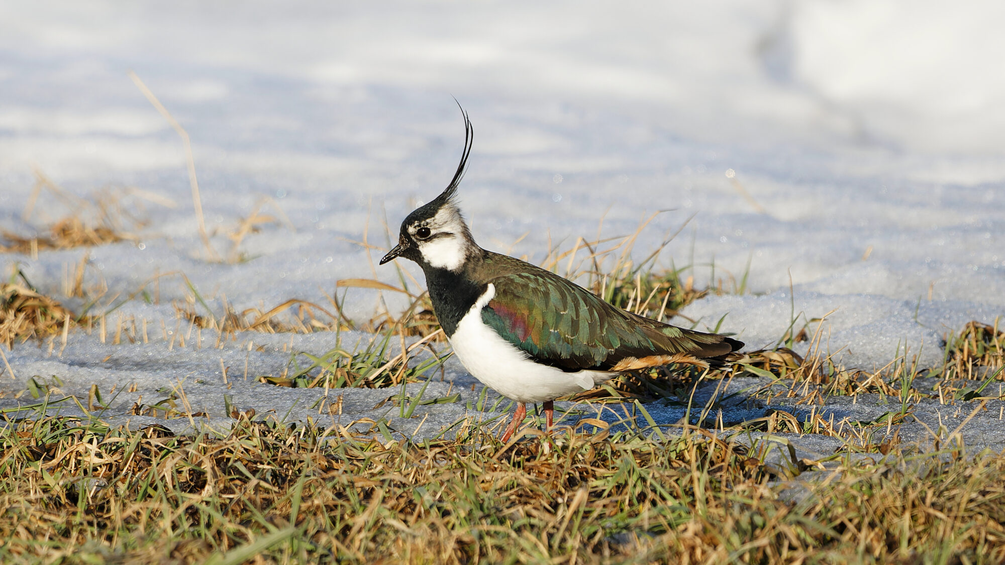 Valokuvaaja: TOMMI KUJALA