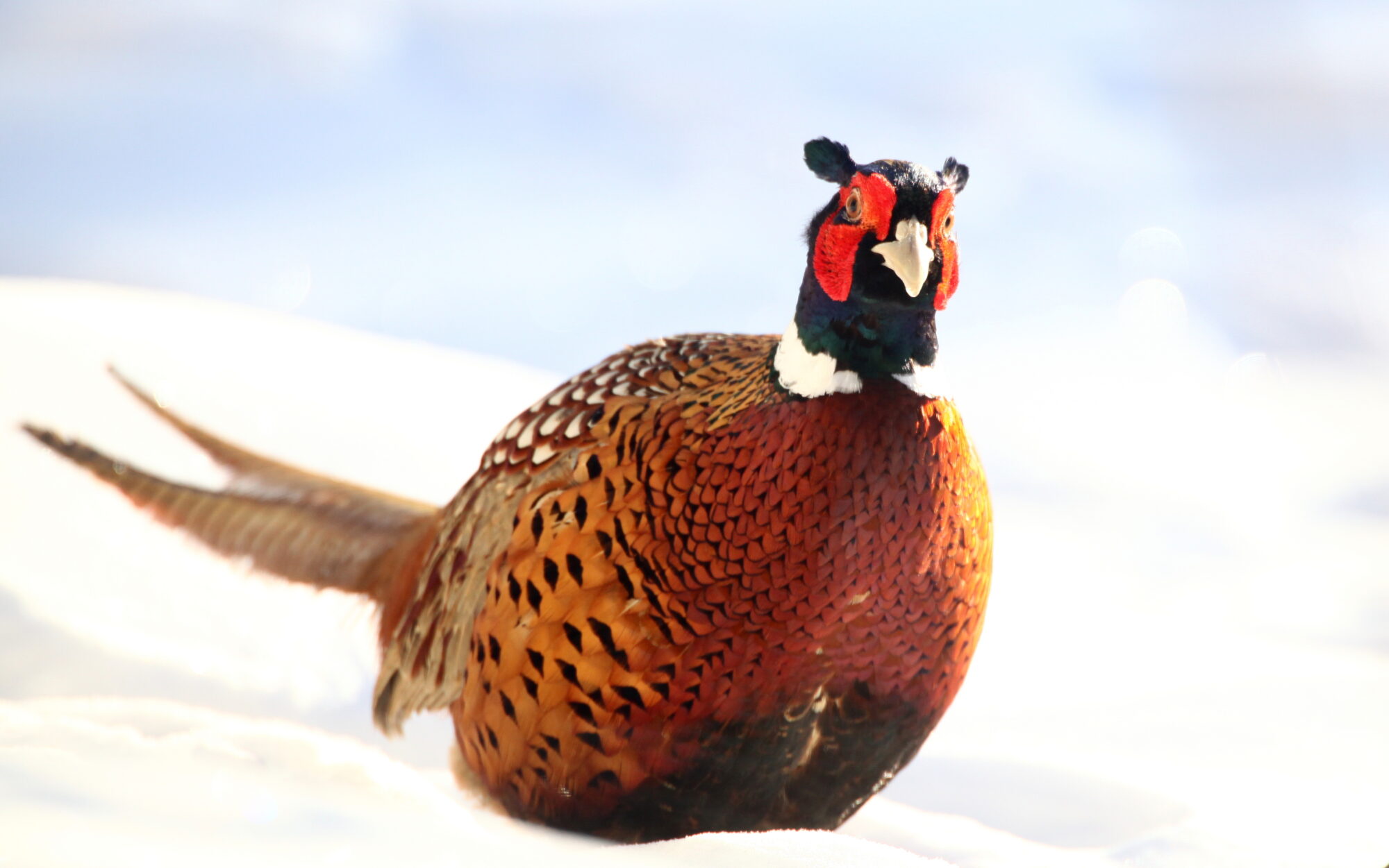 Valokuvaaja: Kaarlo Asikainen