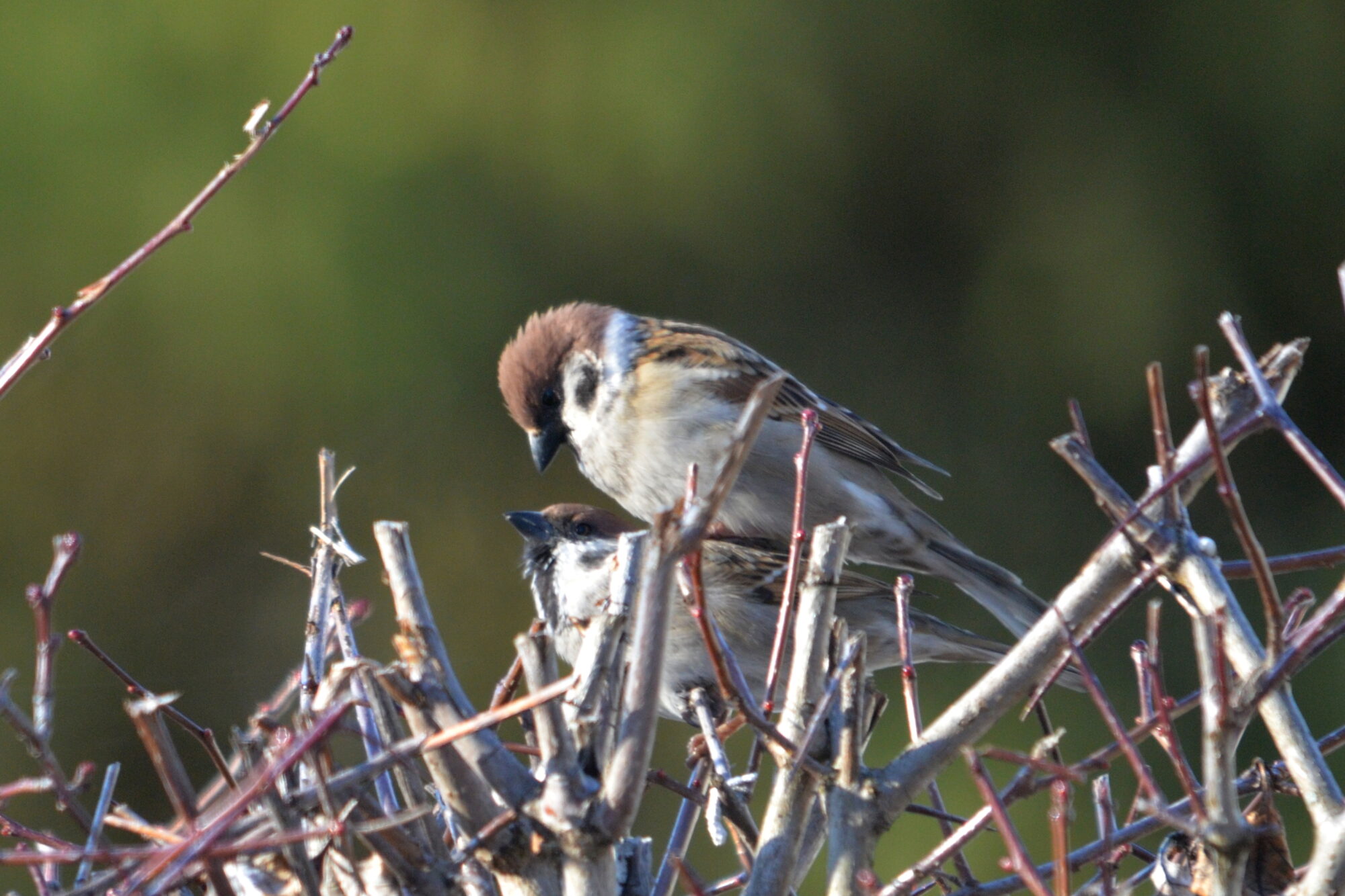 Valokuvaaja: Kaarlo Asikainen