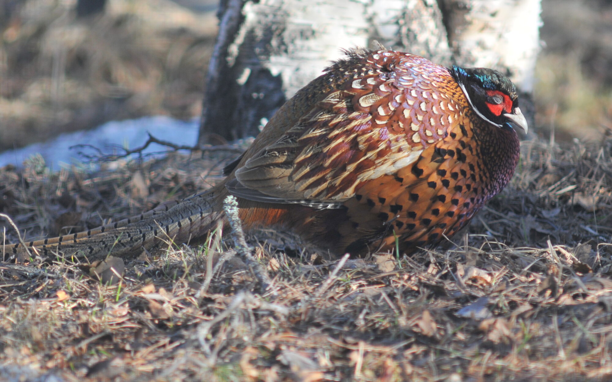 Valokuvaaja: Kaarlo Asikainen