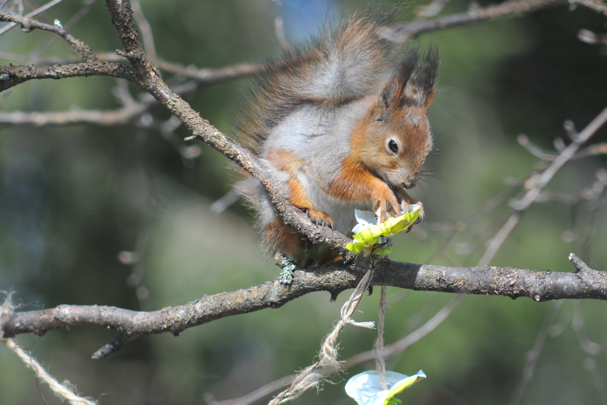 Valokuvaaja: Kaarlo Asikainen