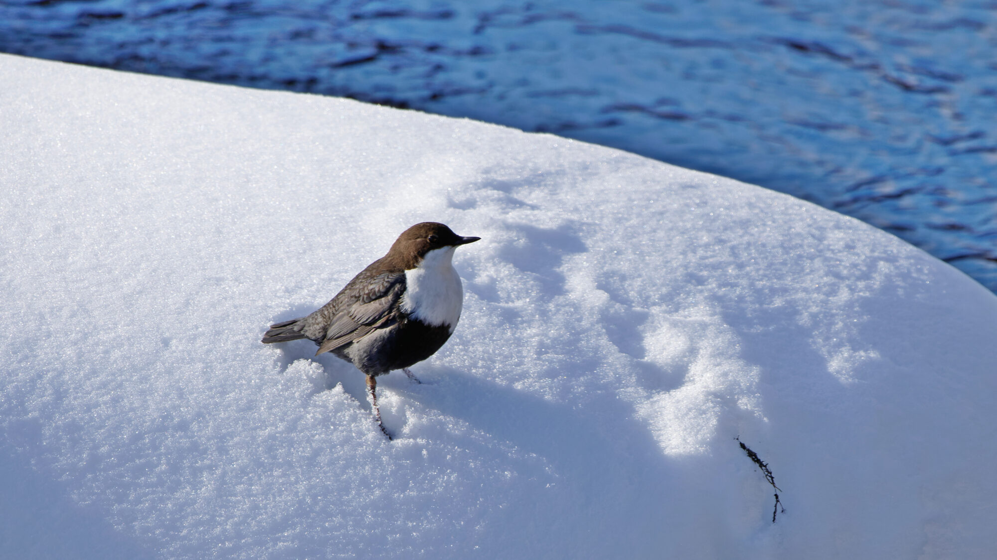 Valokuvaaja: TOMMI KUJALA
