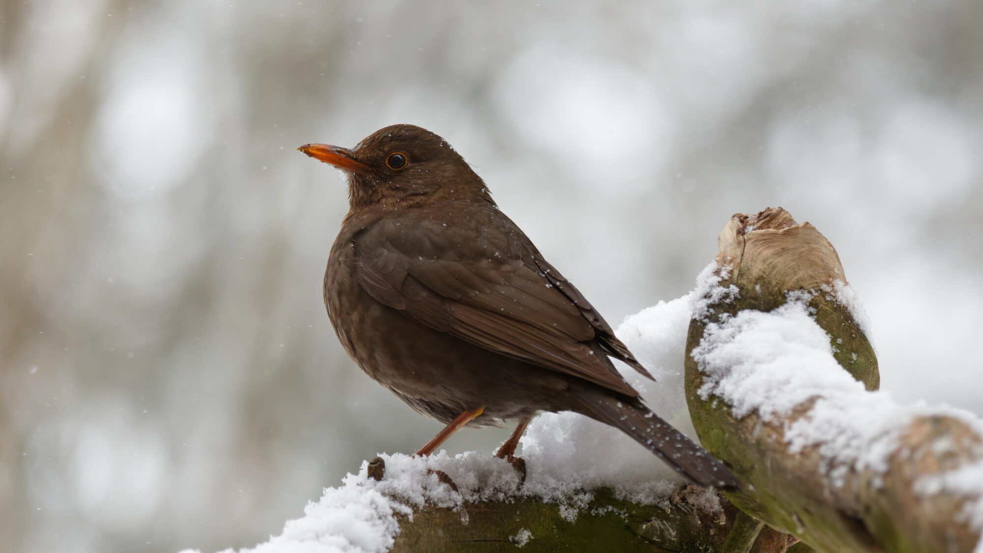 Valokuvaaja: SINIKKA KUJALA