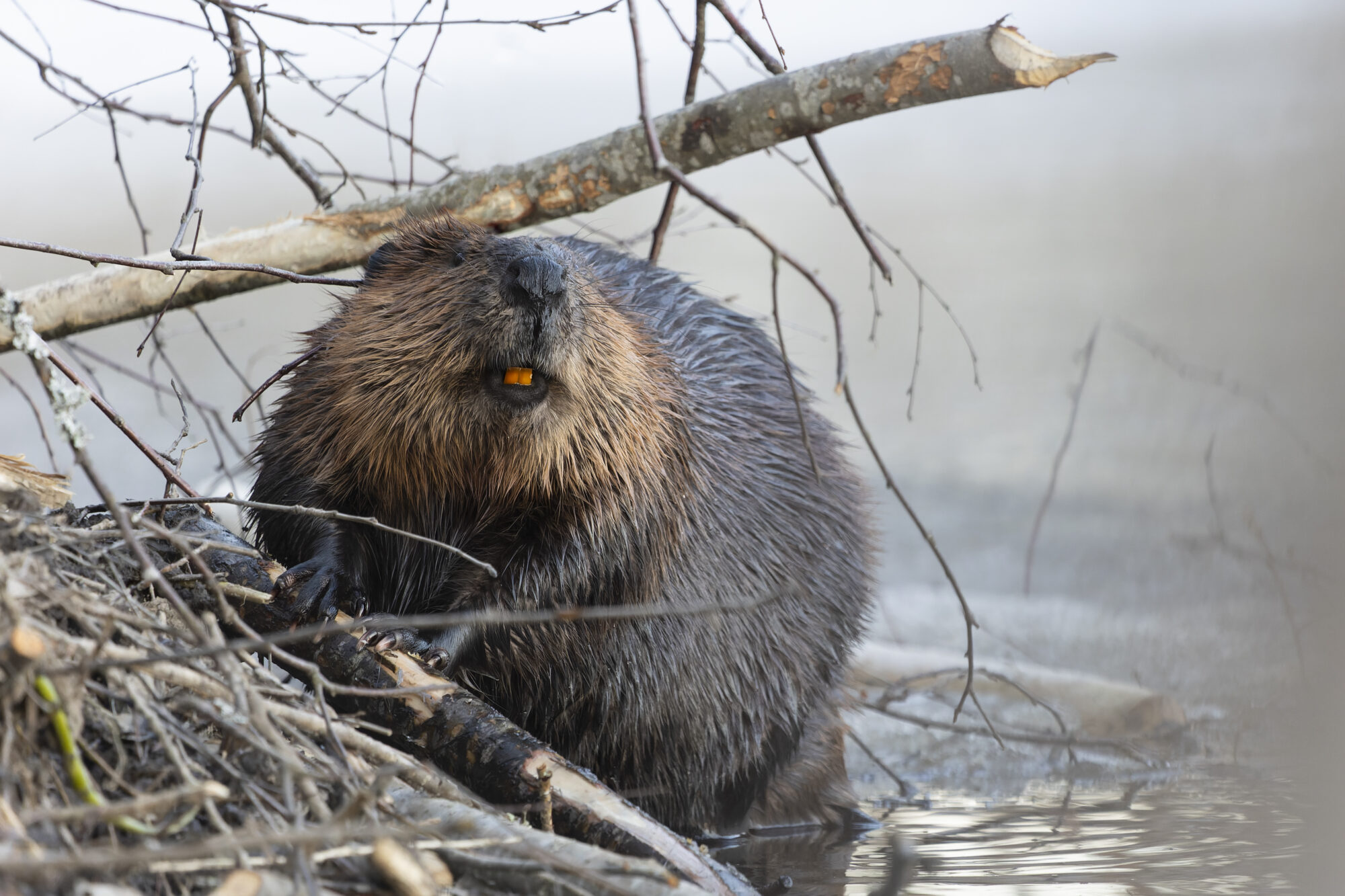 Valokuvaaja: TOMMI KUJALA Valokuvaaja: TOMMI KUJALA