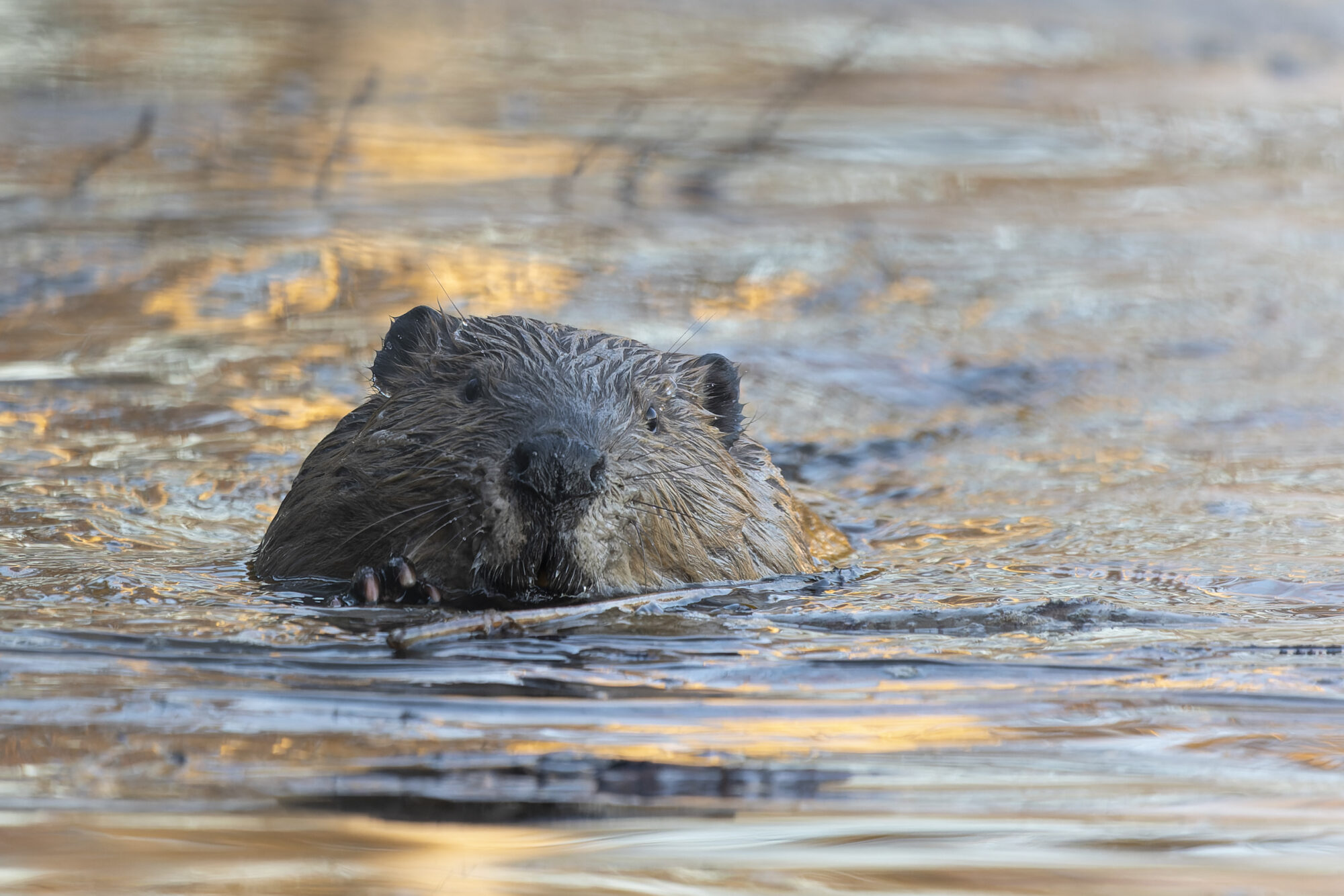Valokuvaaja: TOMMI KUJALA