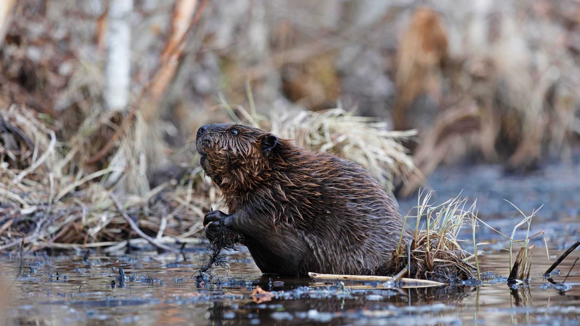 Valokuvaaja: TOMMI KUJALA
