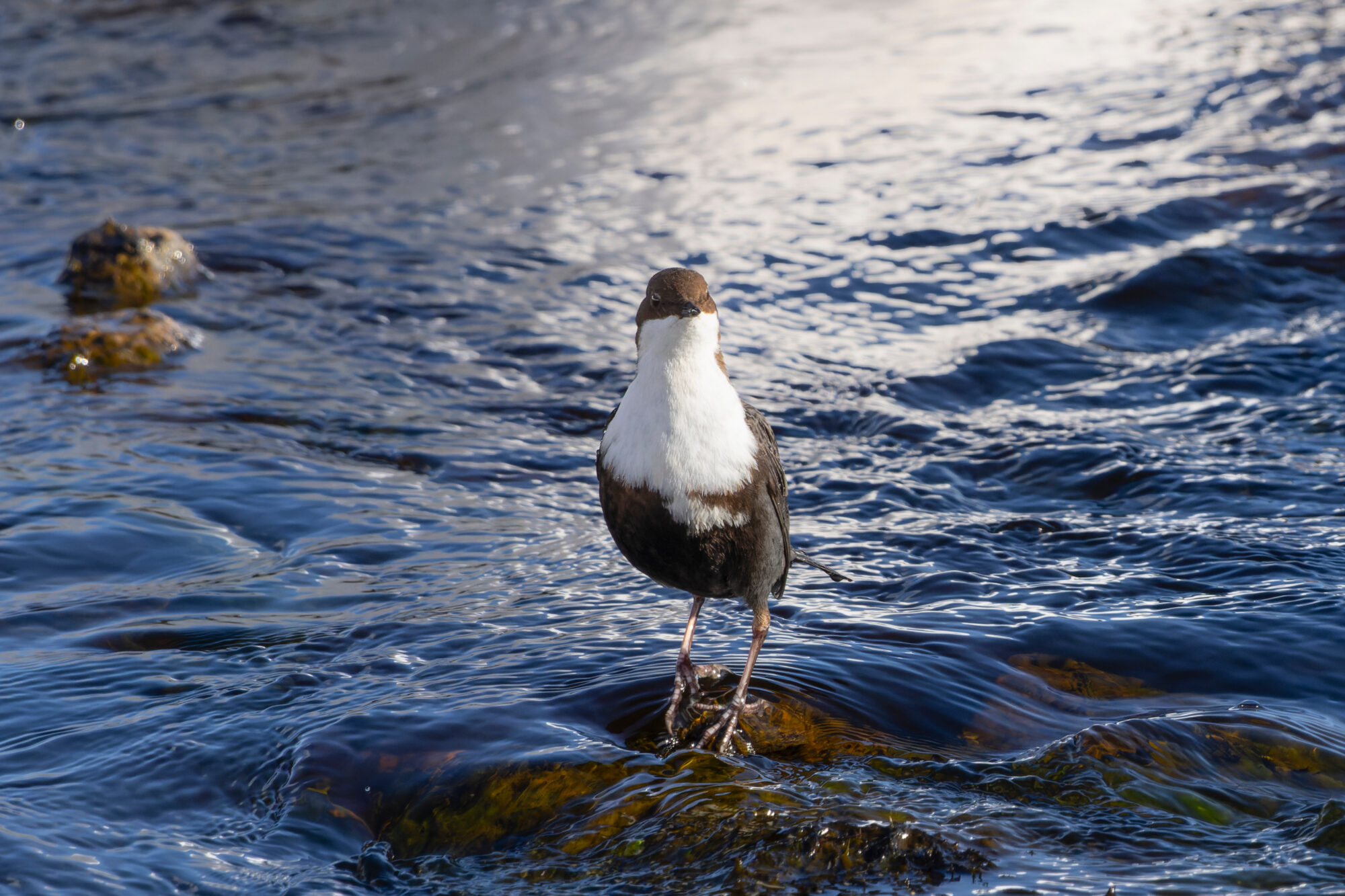 Valokuvaaja: TOMMI KUJALA