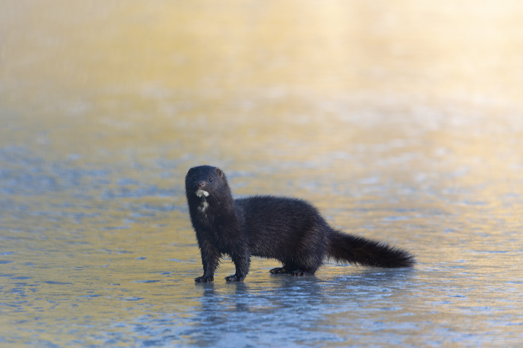 Valokuvaaja: TOMMI KUJALA