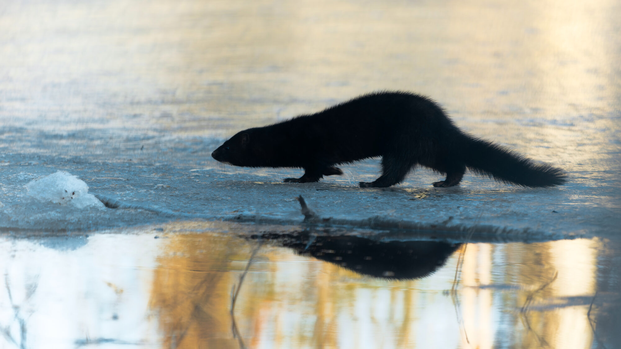 Valokuvaaja: TOMMI KUJALA
