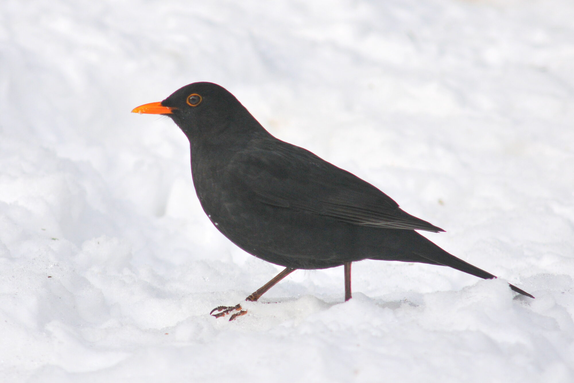 Valokuvaaja: Kaarlo Asikainen