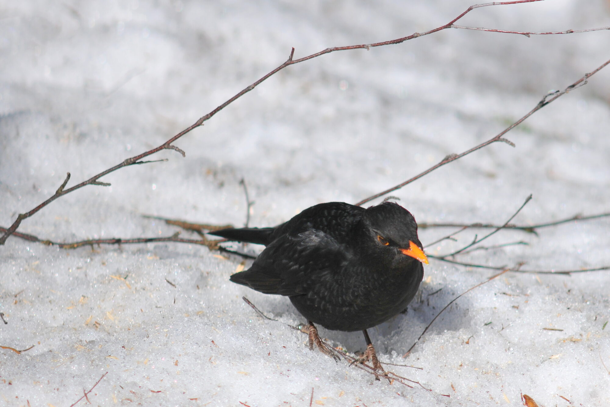 Valokuvaaja: Kaarlo Asikainen