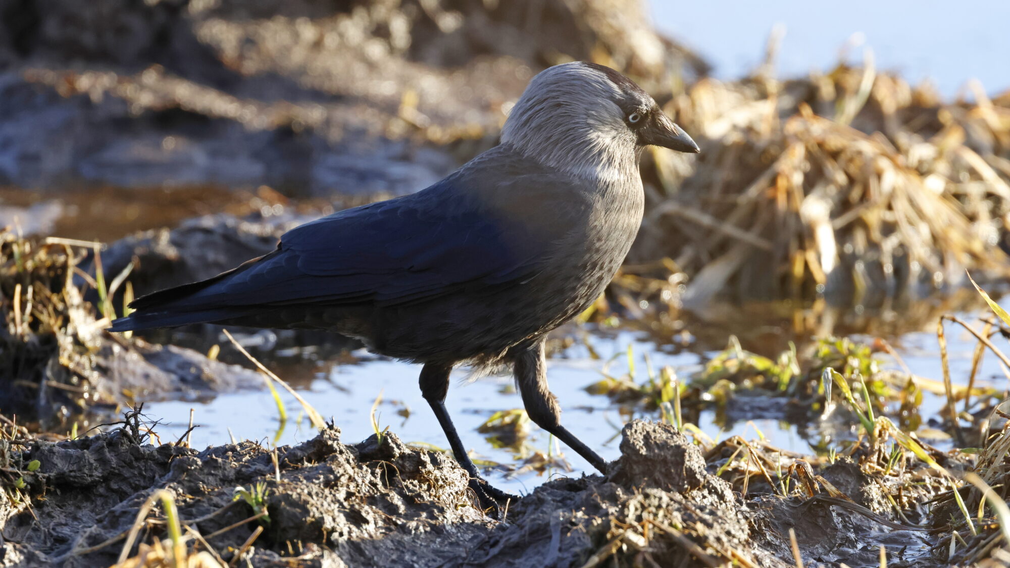 Valokuvaaja: TOMMI KUJALA