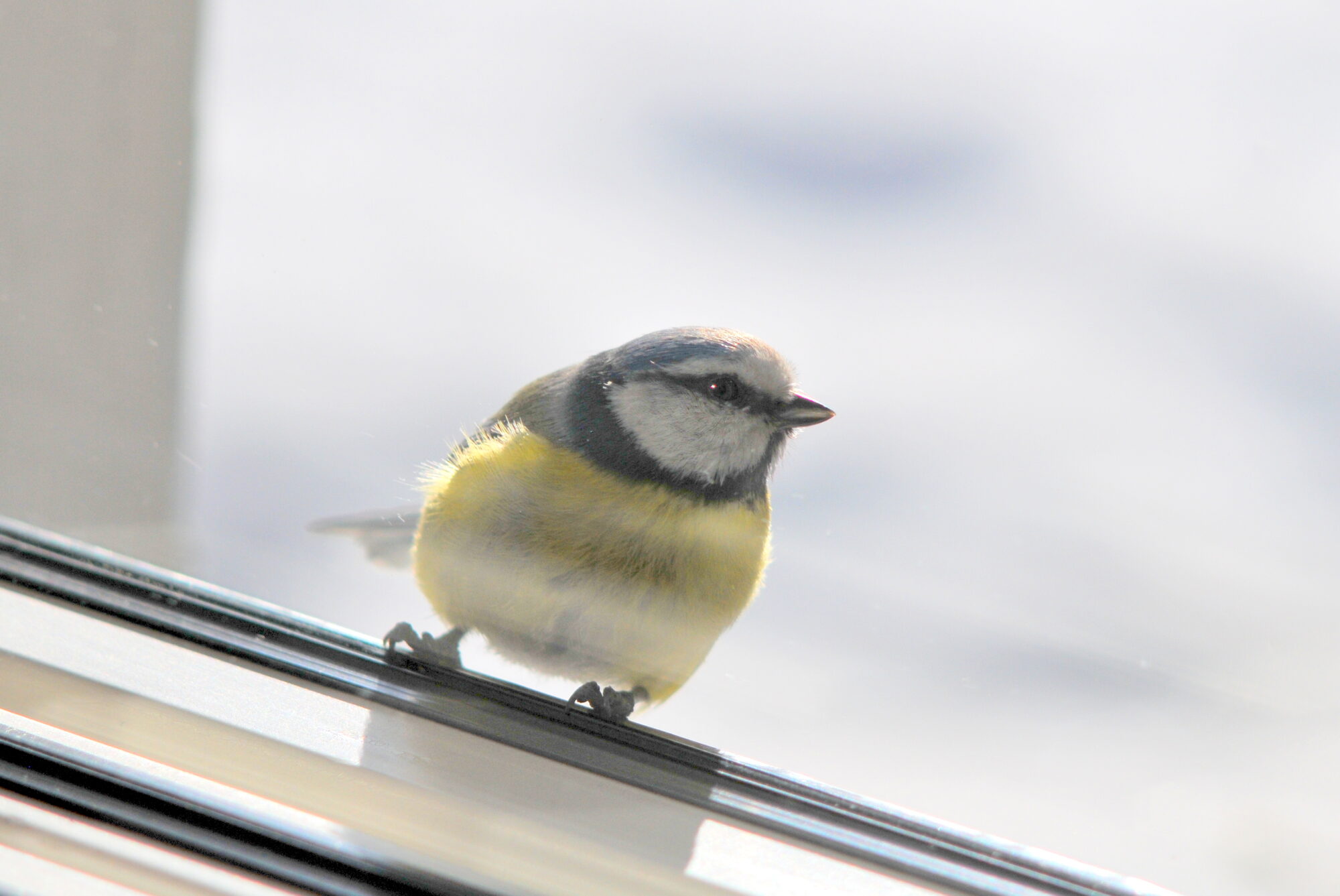 Valokuvaaja: Kaarlo Asikainen