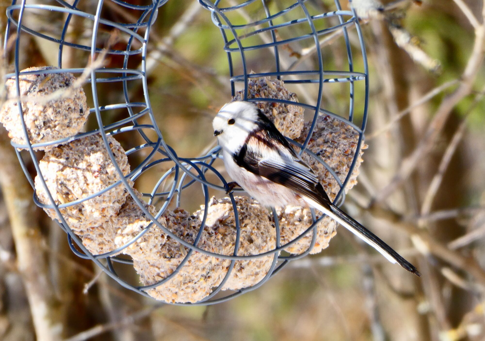 Valokuvaaja: Liisa Niiva-Korpela
