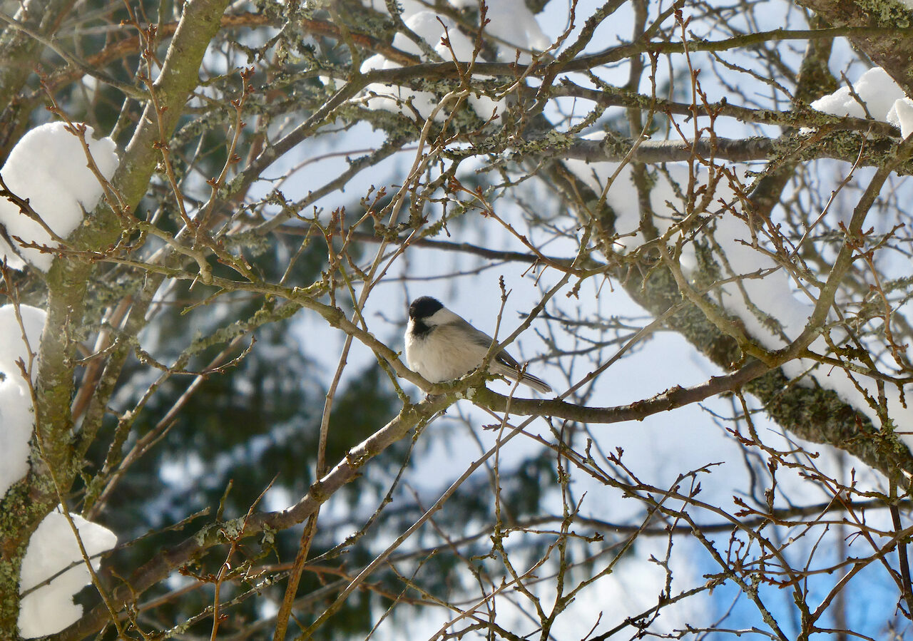 Valokuvaaja: Liisa Niiva-Korpela