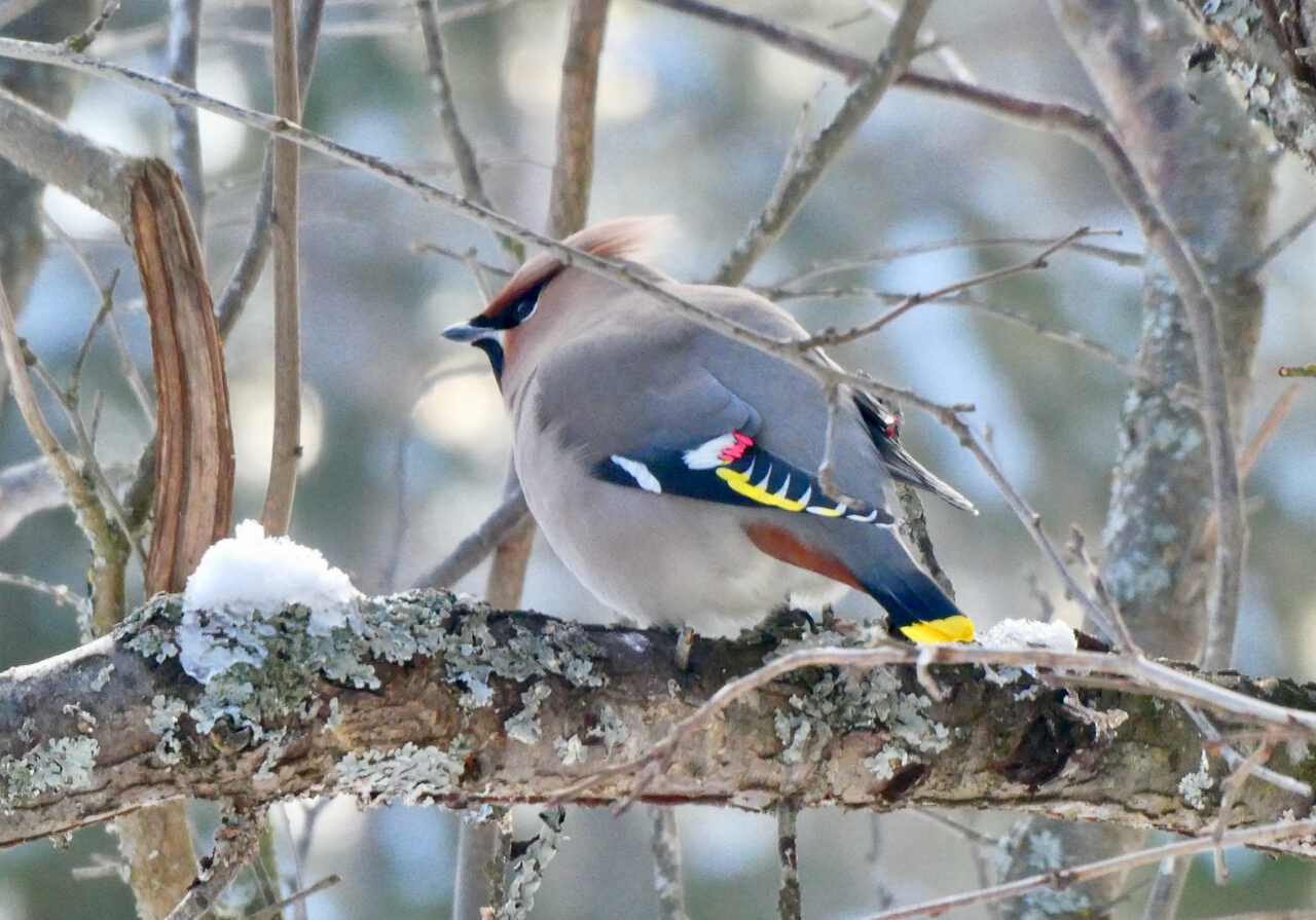 Valokuvaaja: Liisa Niiva-Korpela