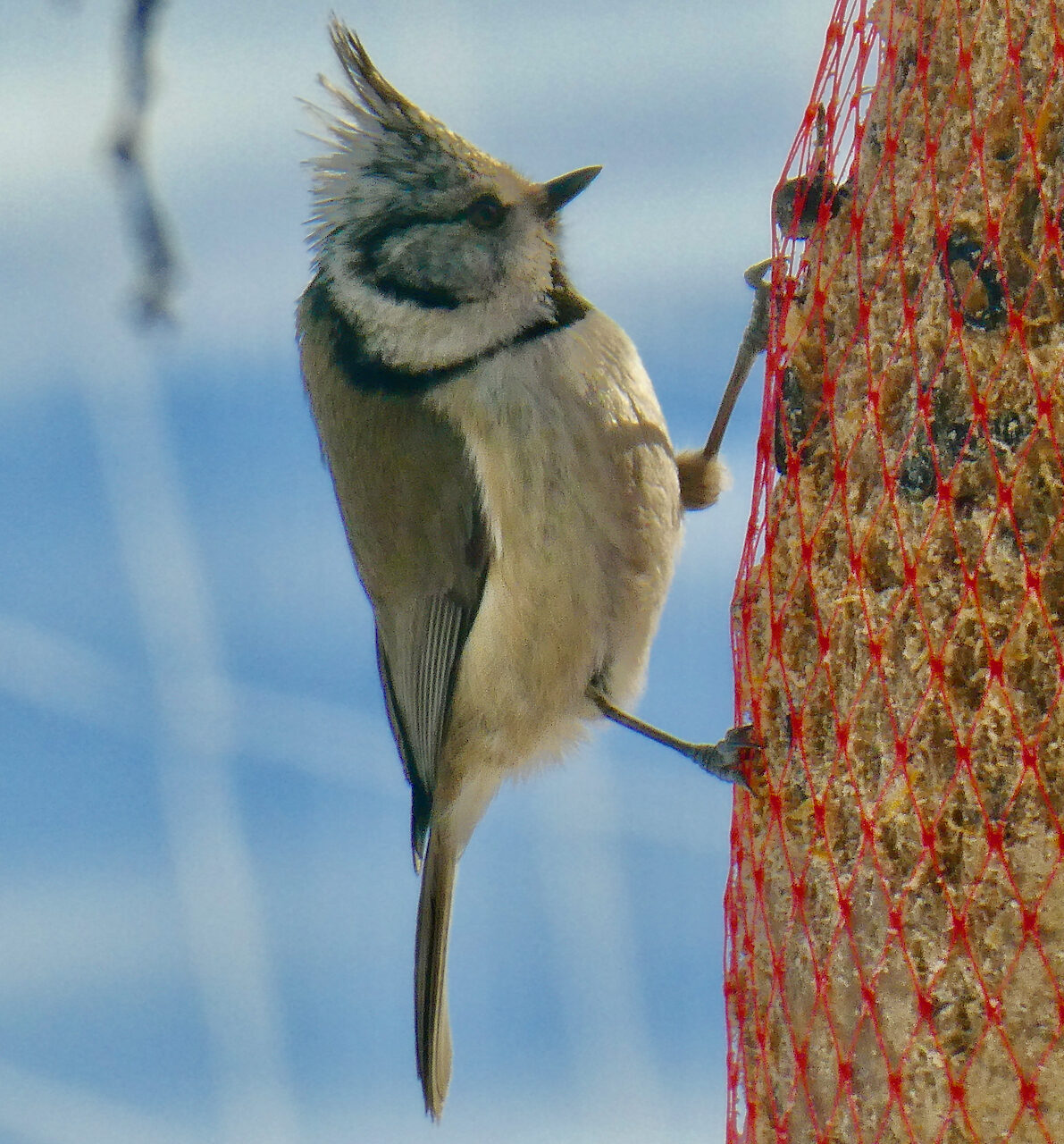 Valokuvaaja: Liisa Niiva-Korpela