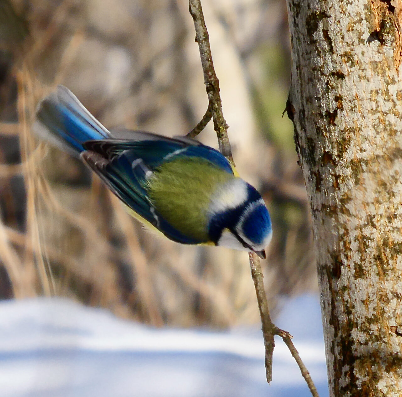 Valokuvaaja: Liisa Niiva-Korpela